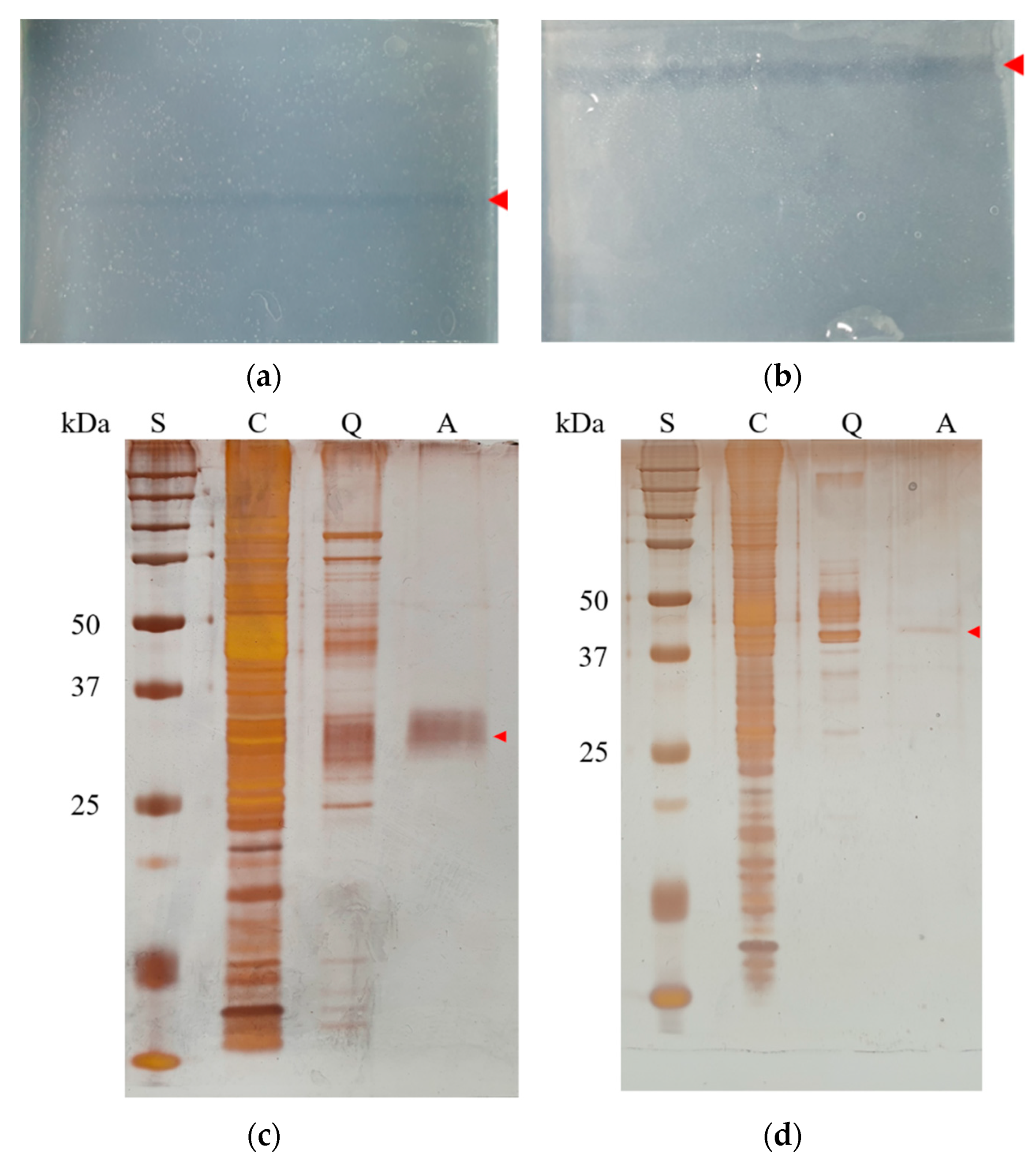 Microorganisms 09 01614 g004
