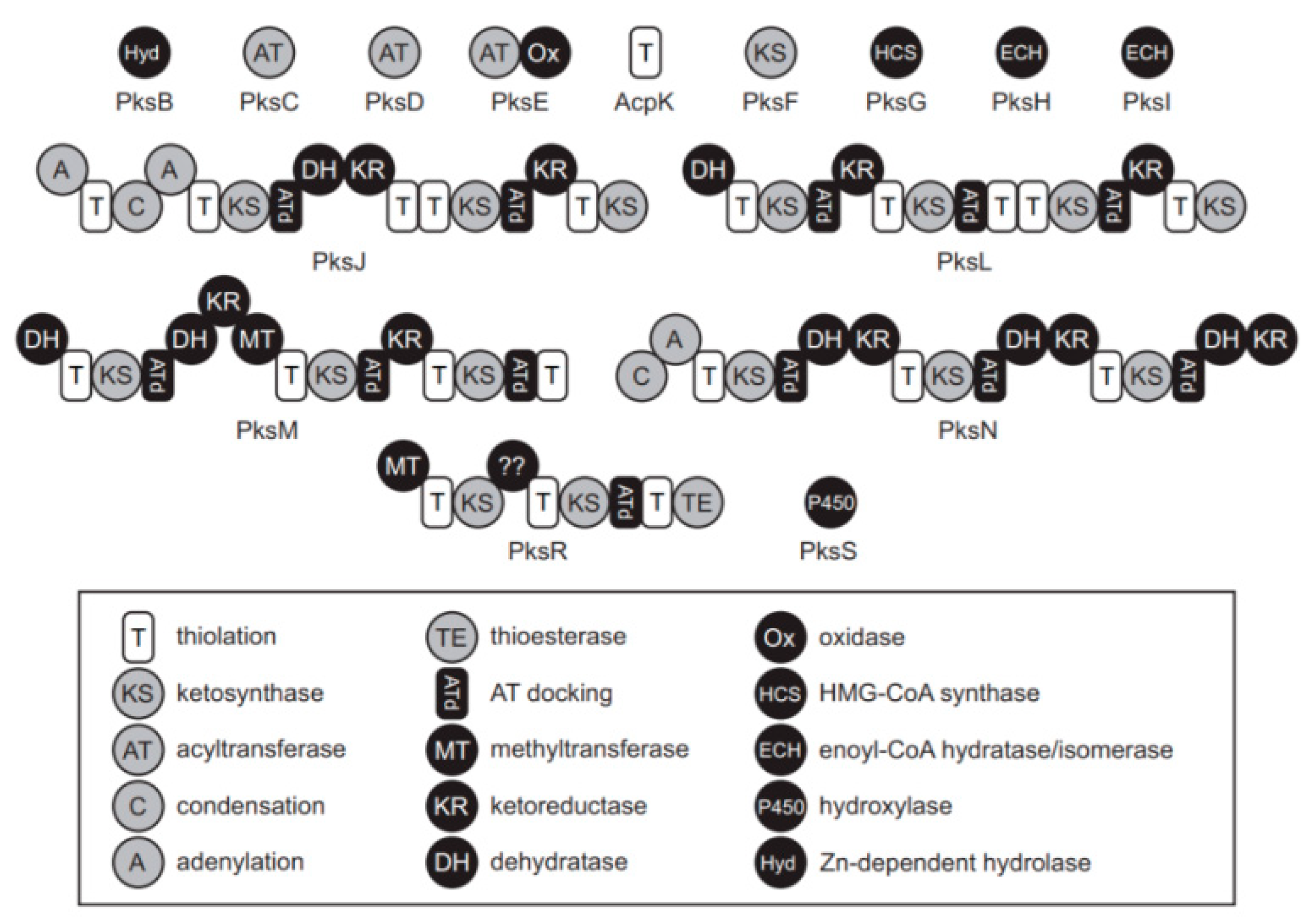 Microorganisms 09 01615 g001