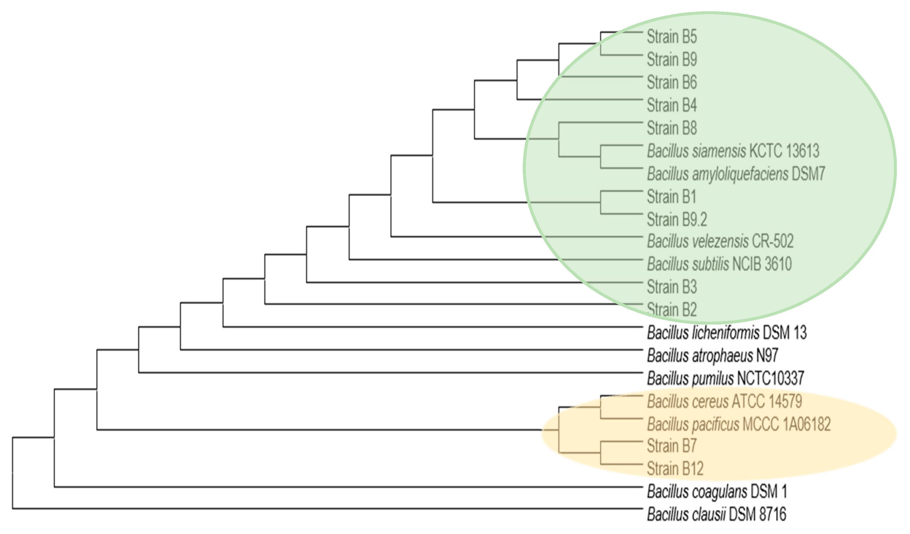 Microorganisms 09 01615 g003