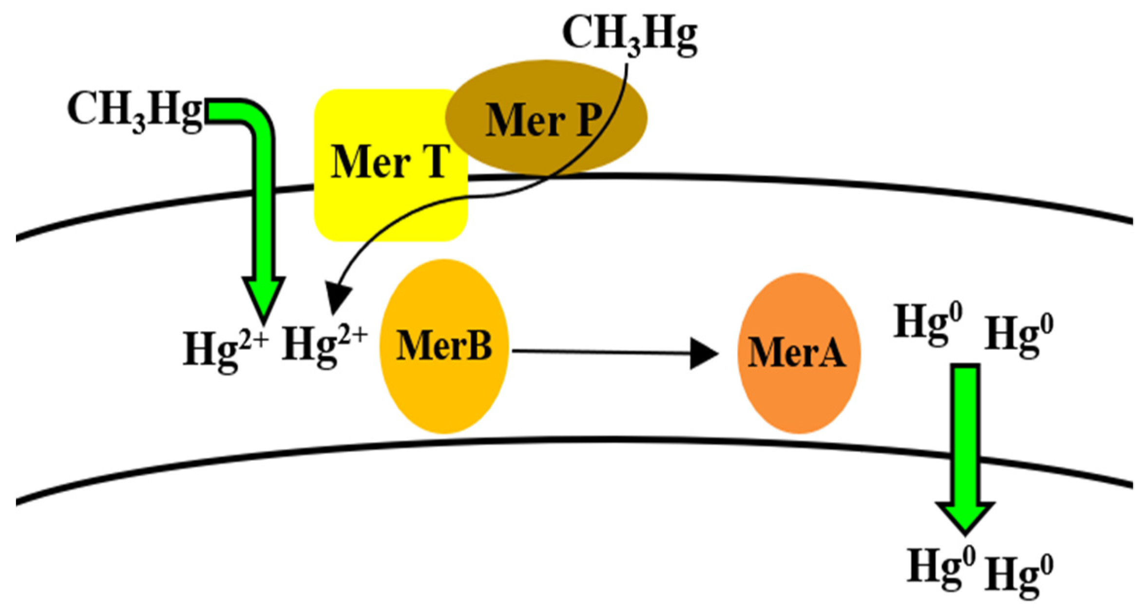 Microorganisms 09 01628 g008 Microorganisms 09 01628 g008