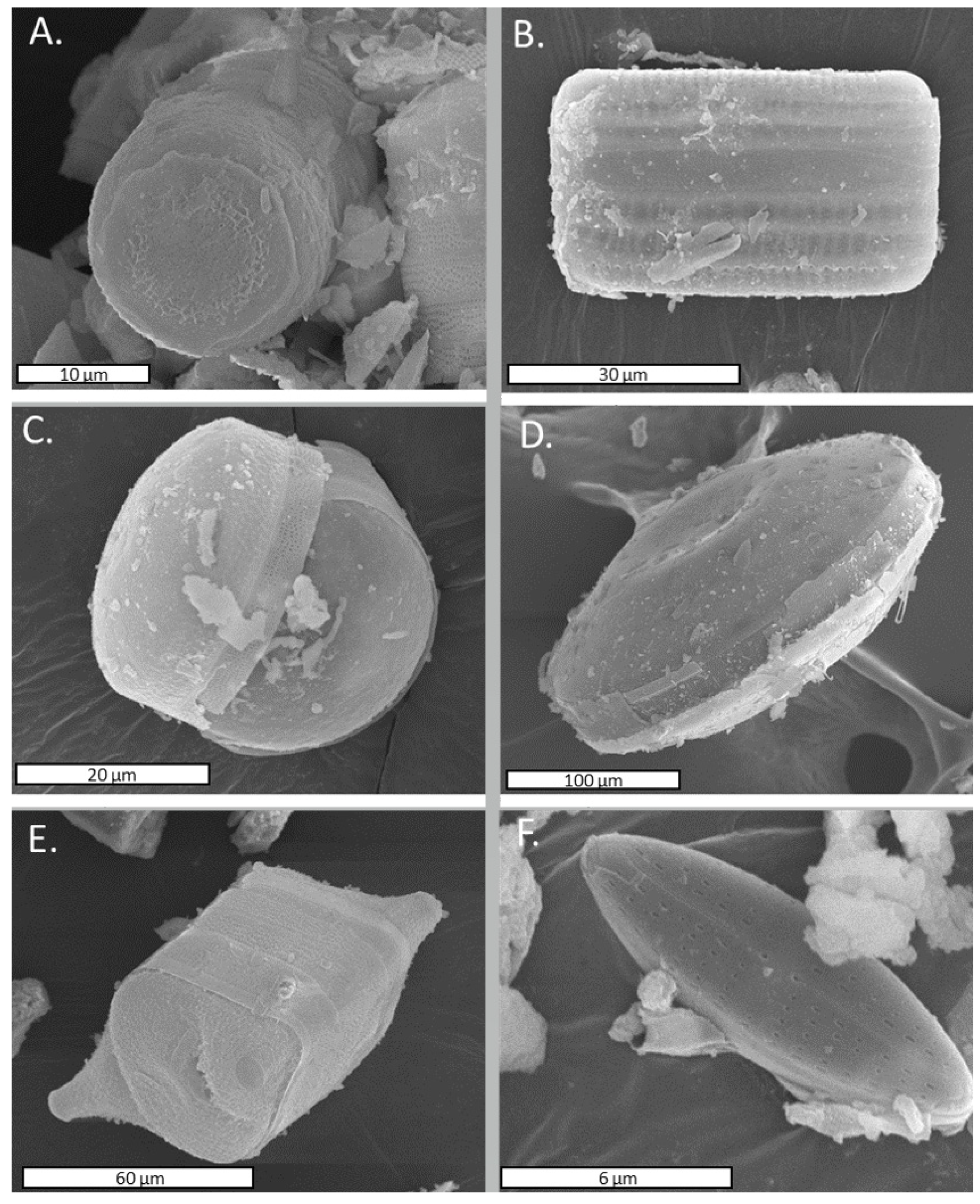 Microorganisms 09 01631 g002