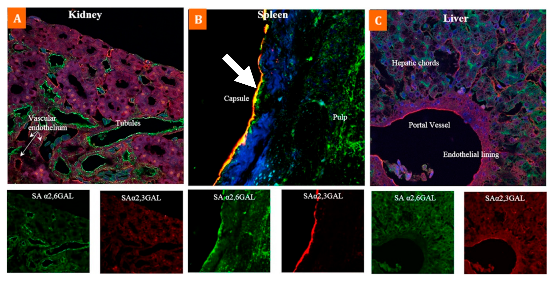 Microorganisms 09 01639 g003