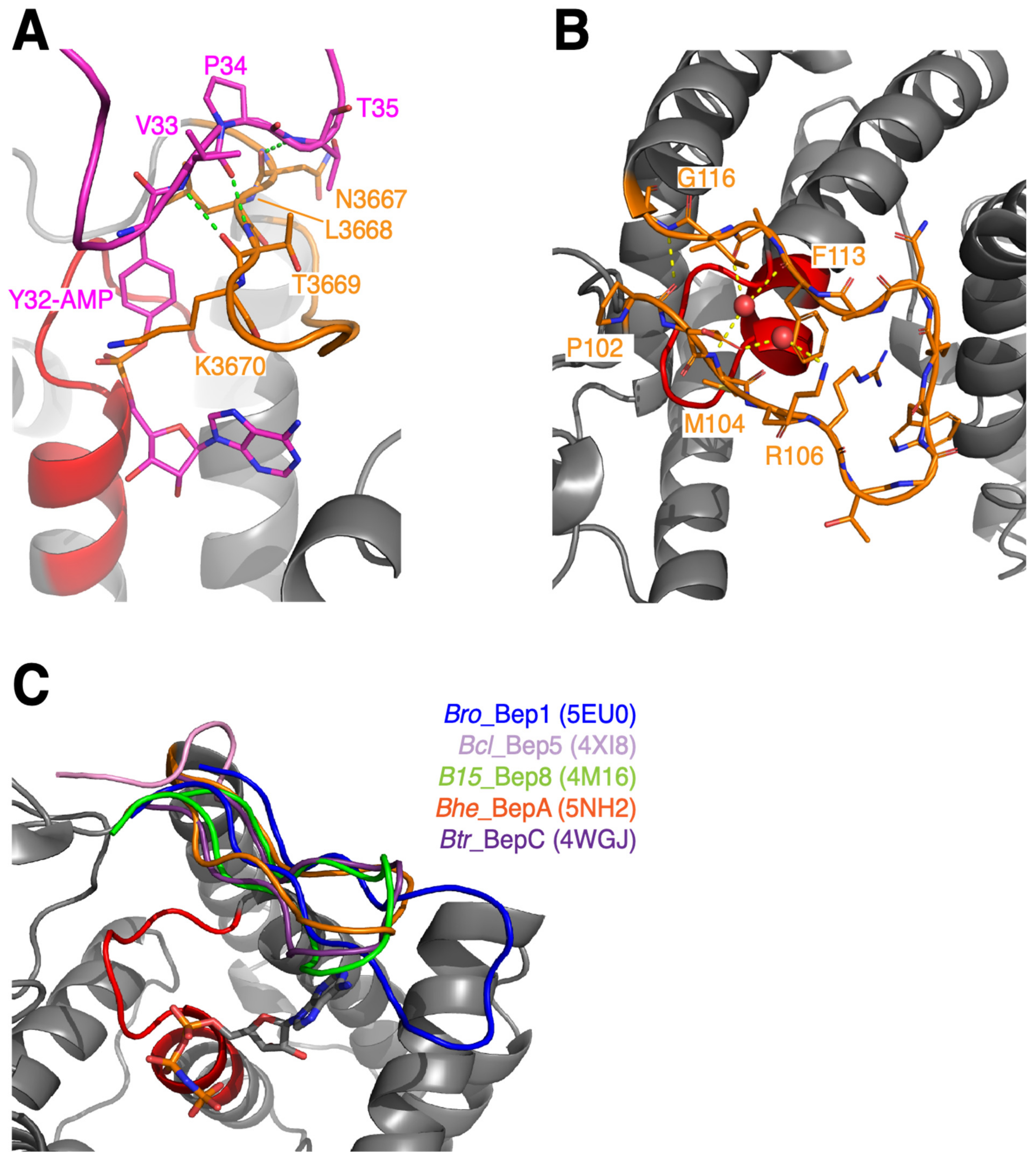 Microorganisms 09 01645 g007 Microorganisms 09 01645 g007