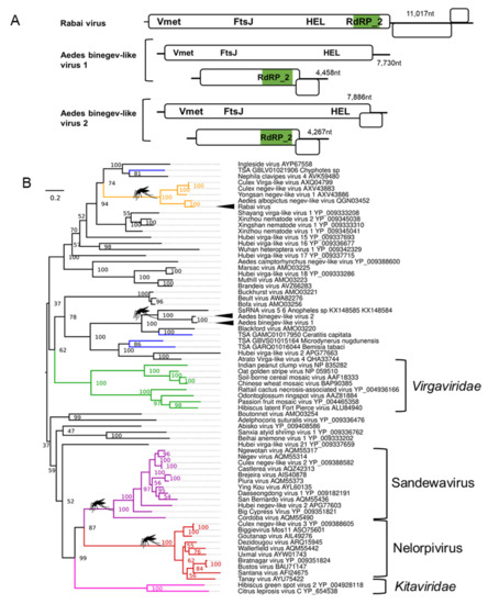 PDF) A genomic amplification affecting a carboxylesterase gene cluster  confers organophosphate resistance in the mosquito Aedes aegypti : From  genomic characterization to high‐throughput field detection