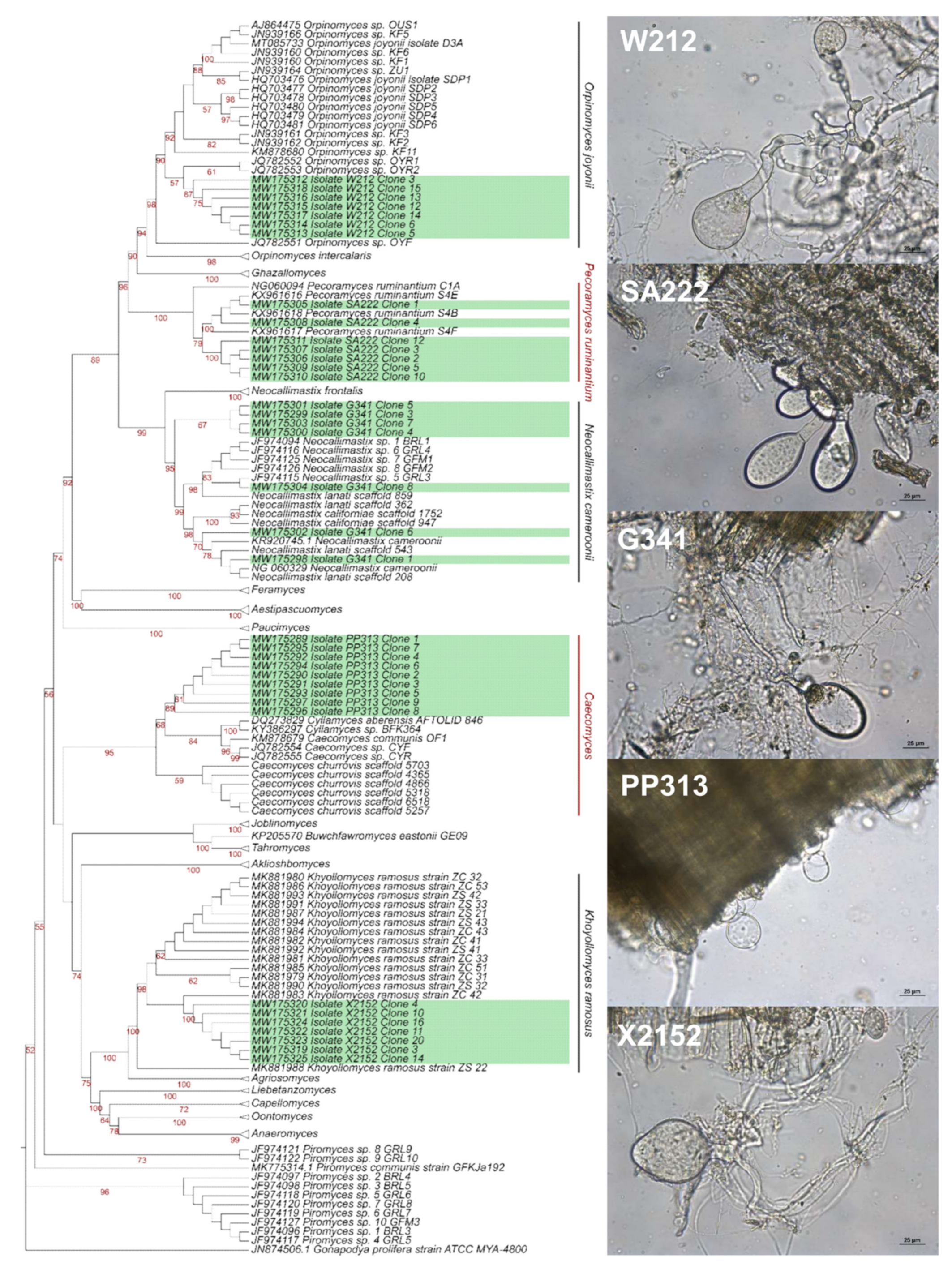Microorganisms 09 01655 g001