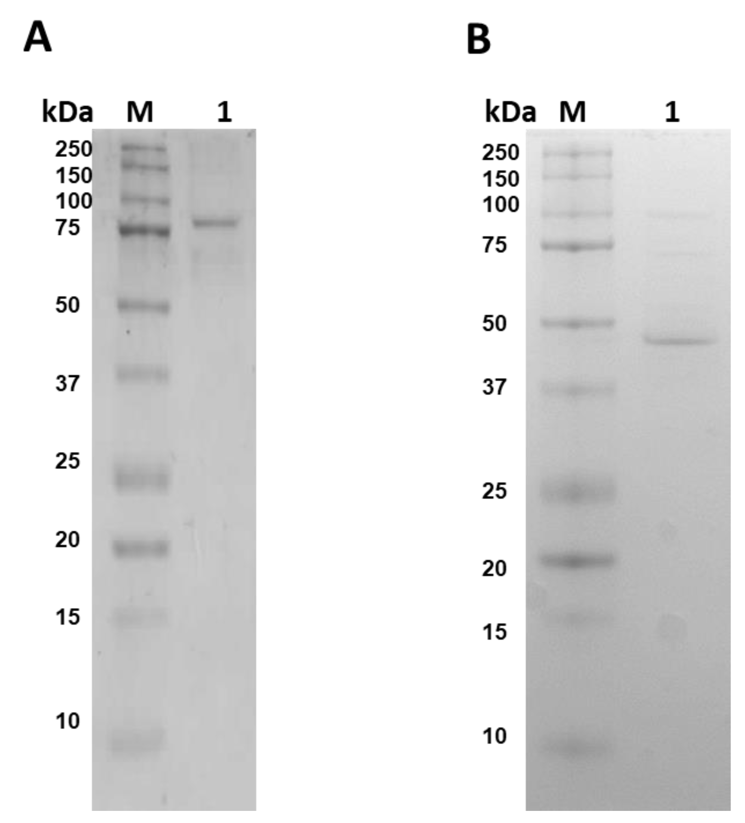 Microorganisms 09 01678 g003