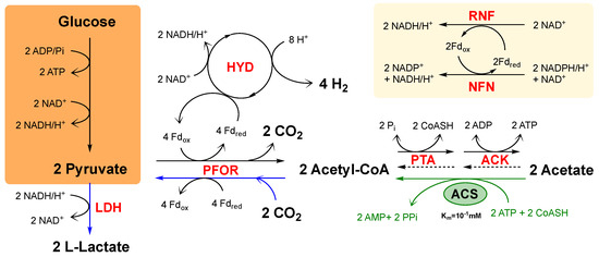 Occurrence of Capnophilic Lactic Fermentation in the
