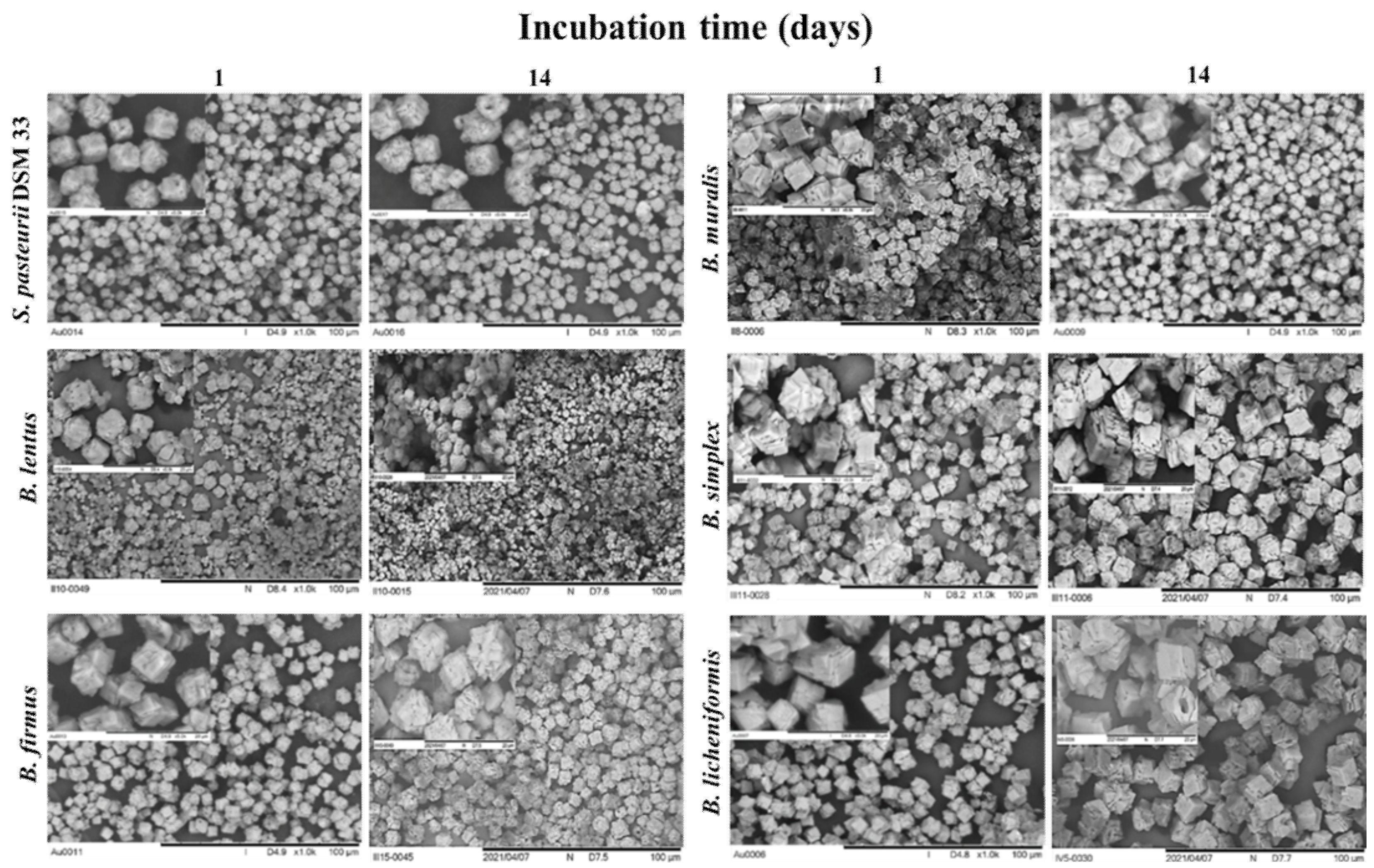 Microorganisms 09 01691 g010 Microorganisms 09 01691 g010
