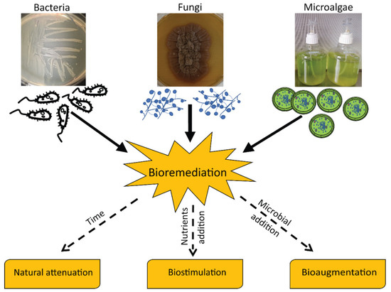 Microorganisms, Free Full-Text