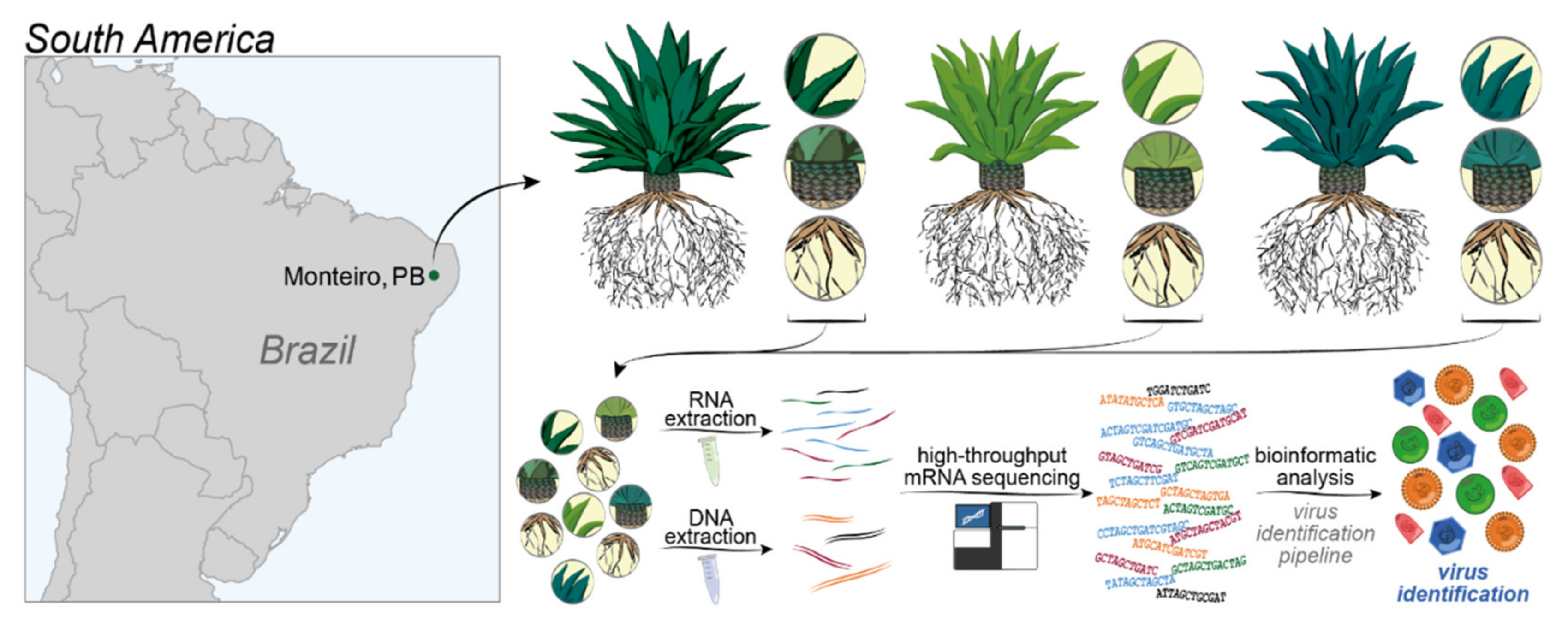 Microorganisms 09 01704 g001