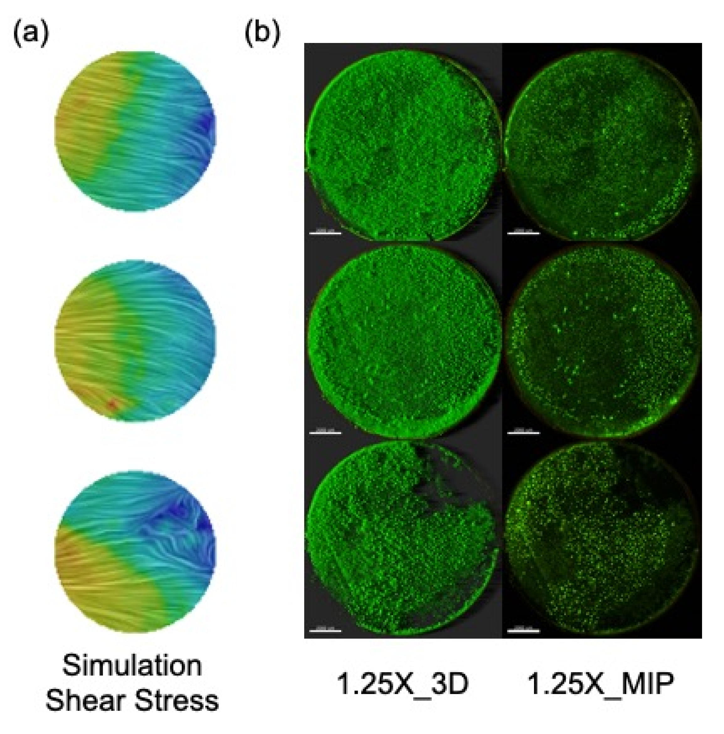 Microorganisms 09 01709 g010