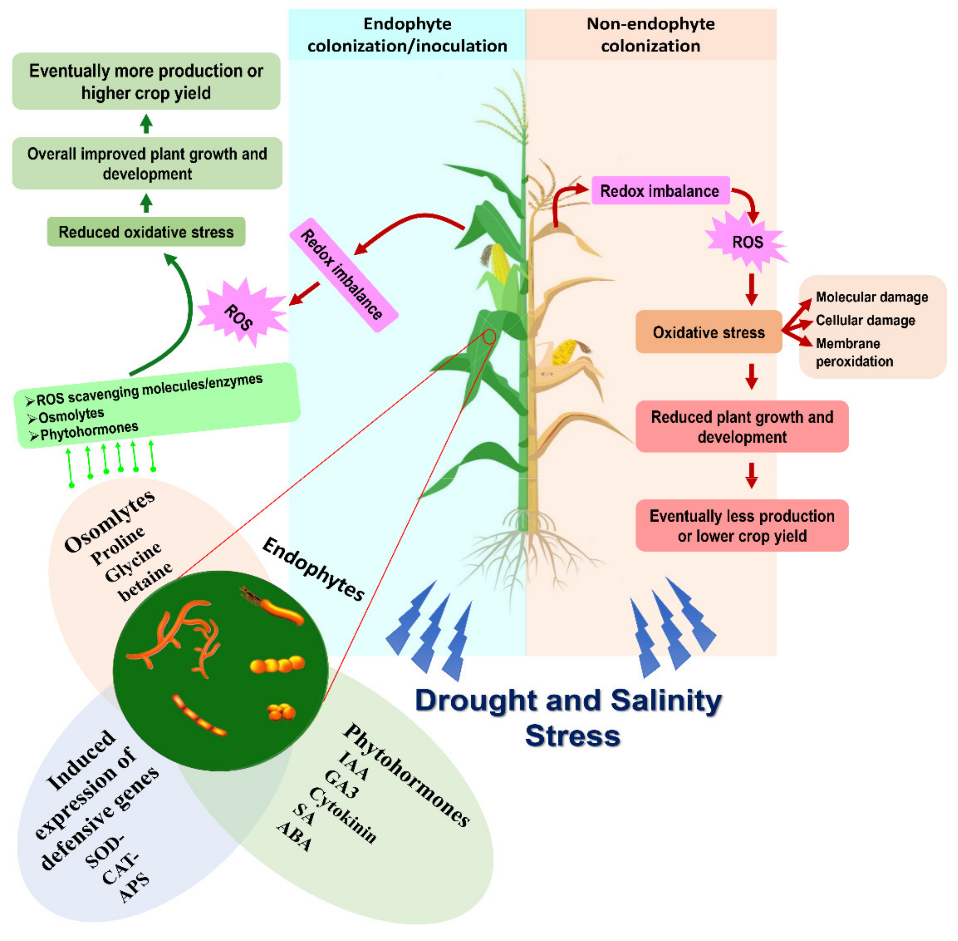 Microorganisms 09 01729 g001