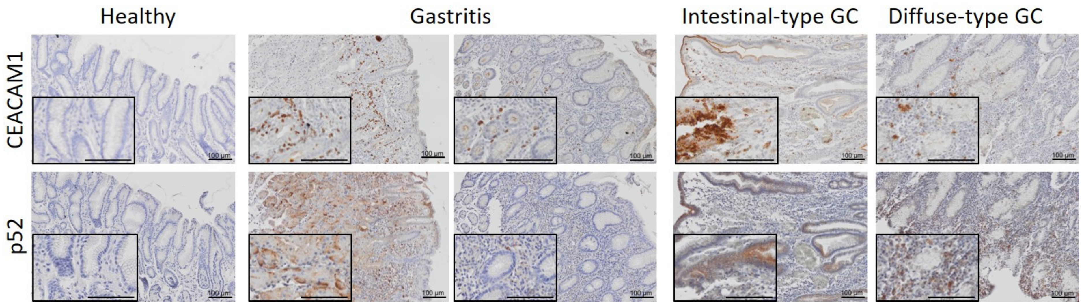Microorganisms 09 01748 g004