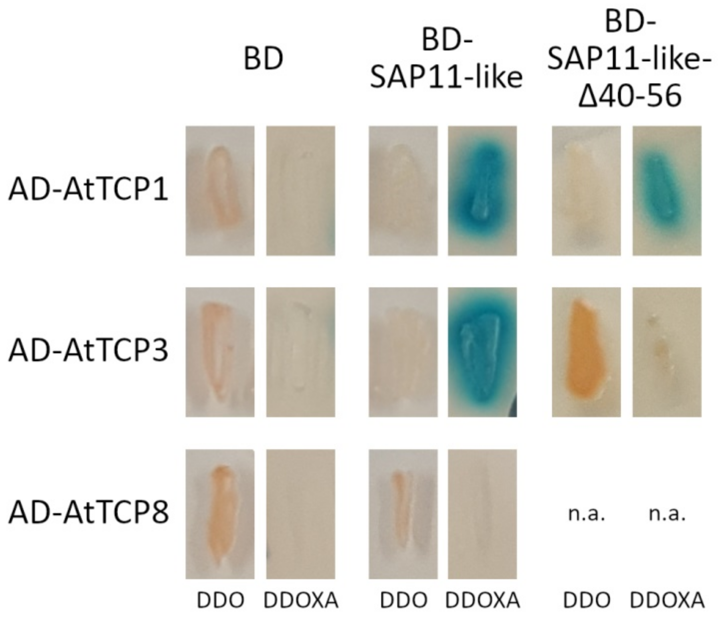 Microorganisms 09 01756 g006 550