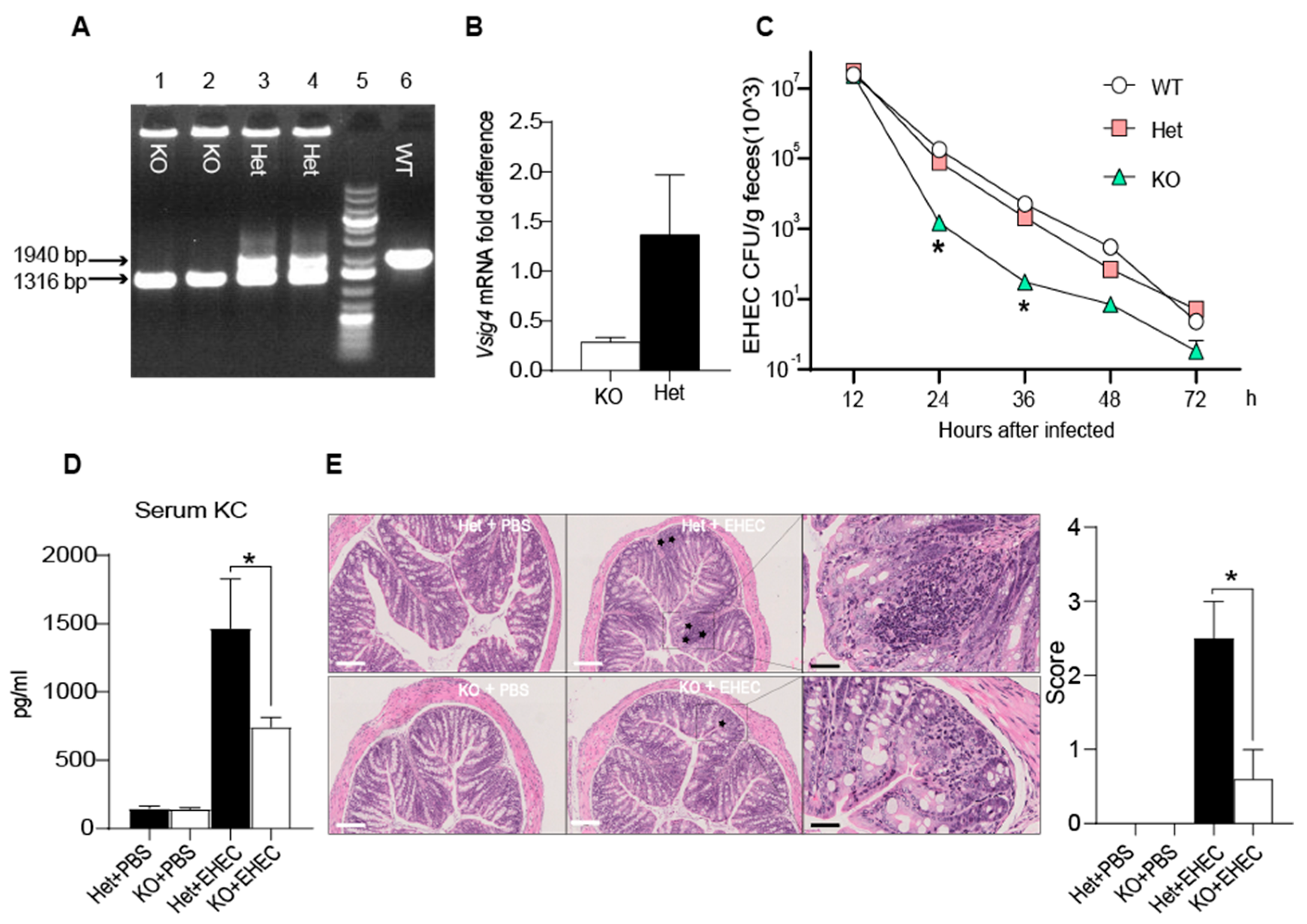 Microorganisms 09 01769 g001