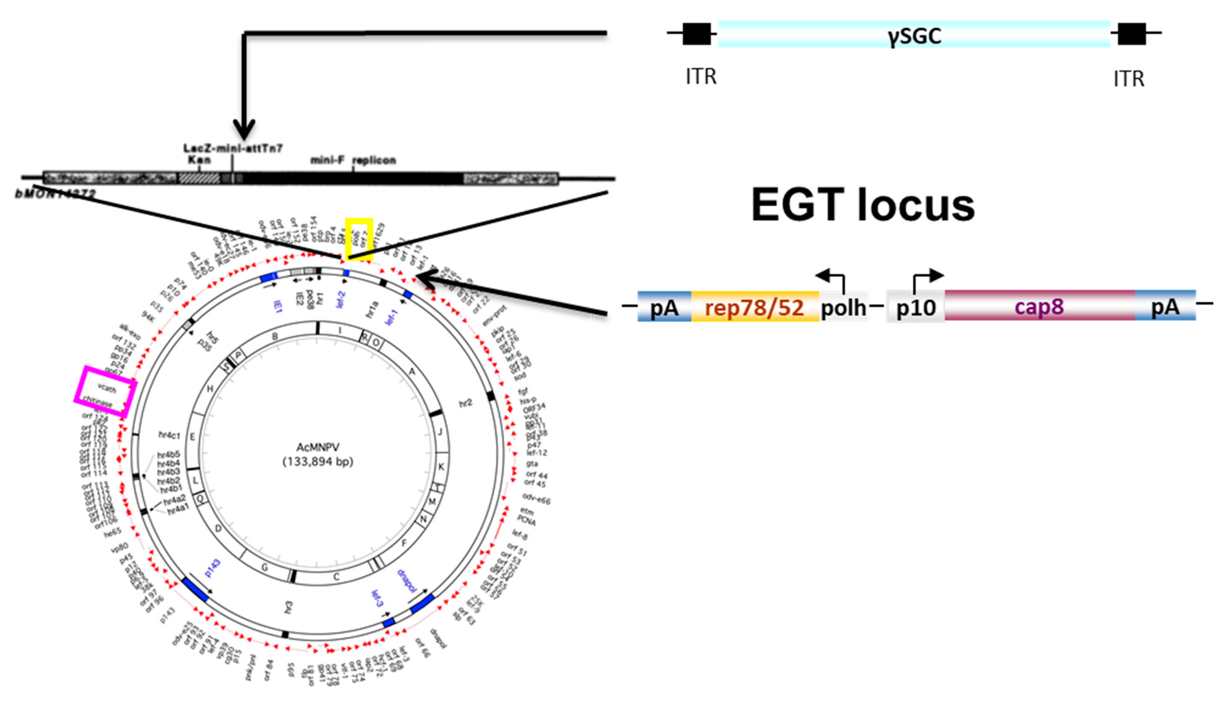Microorganisms 09 01799 g003