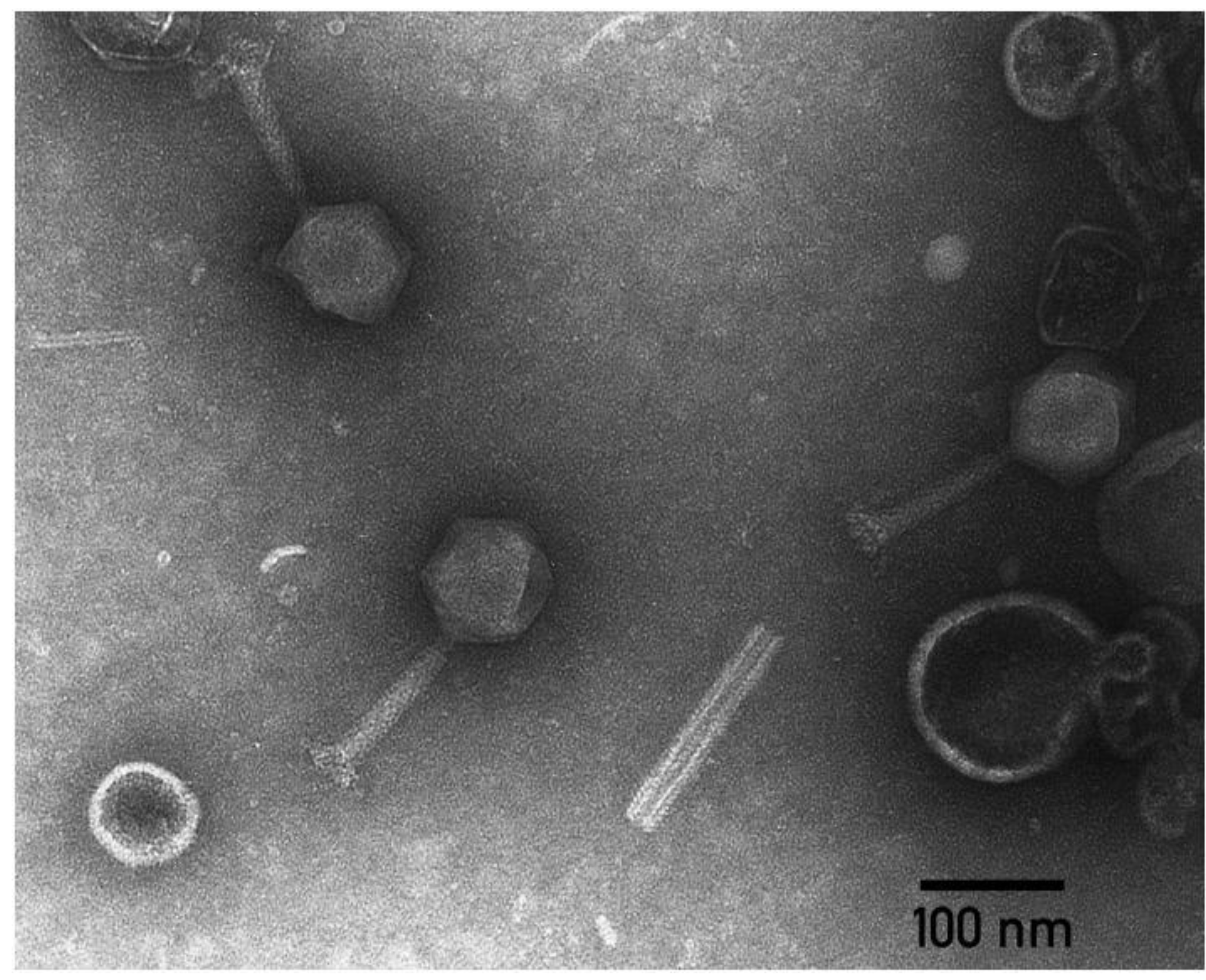 Microorganisms 09 01819 g004