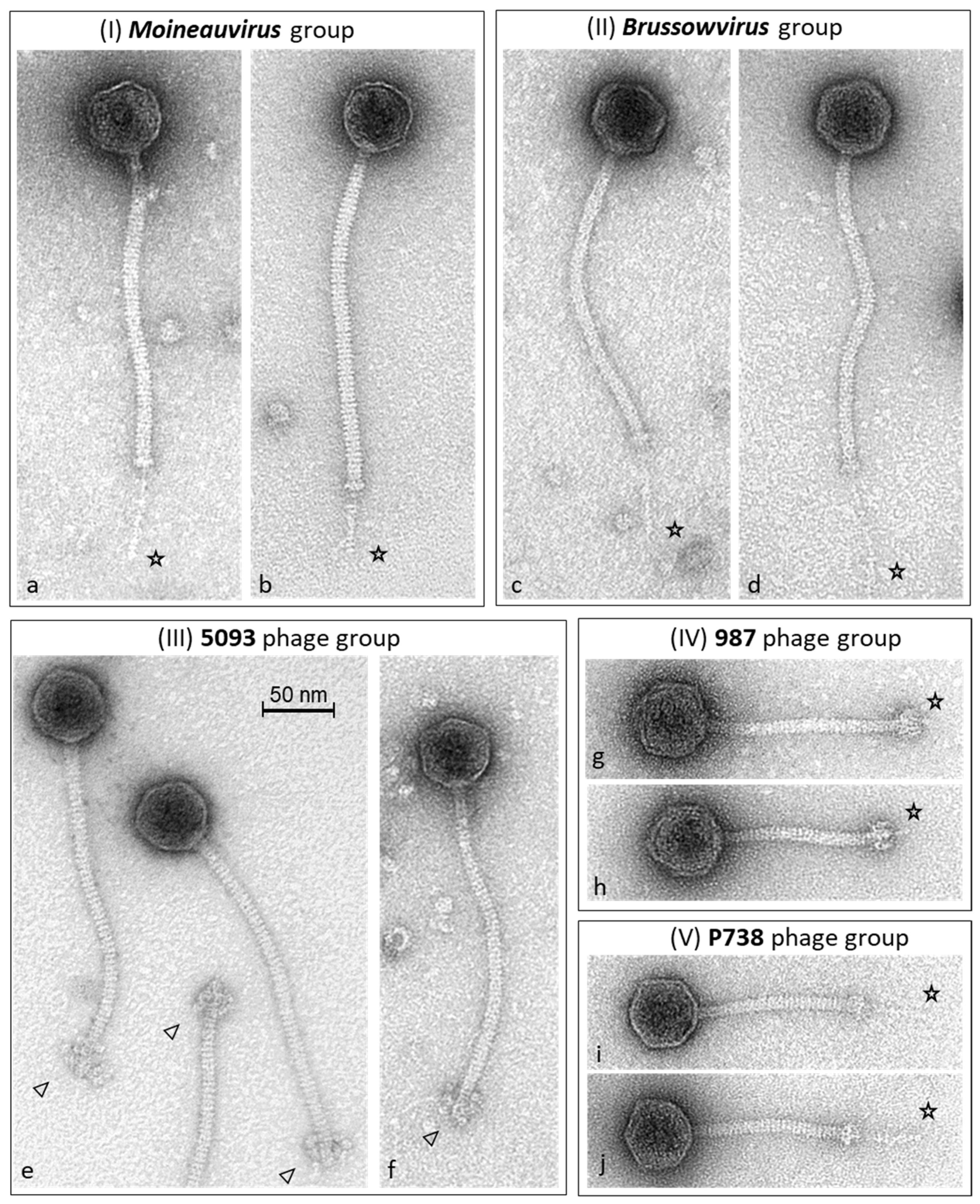 Microorganisms 09 01822 g001