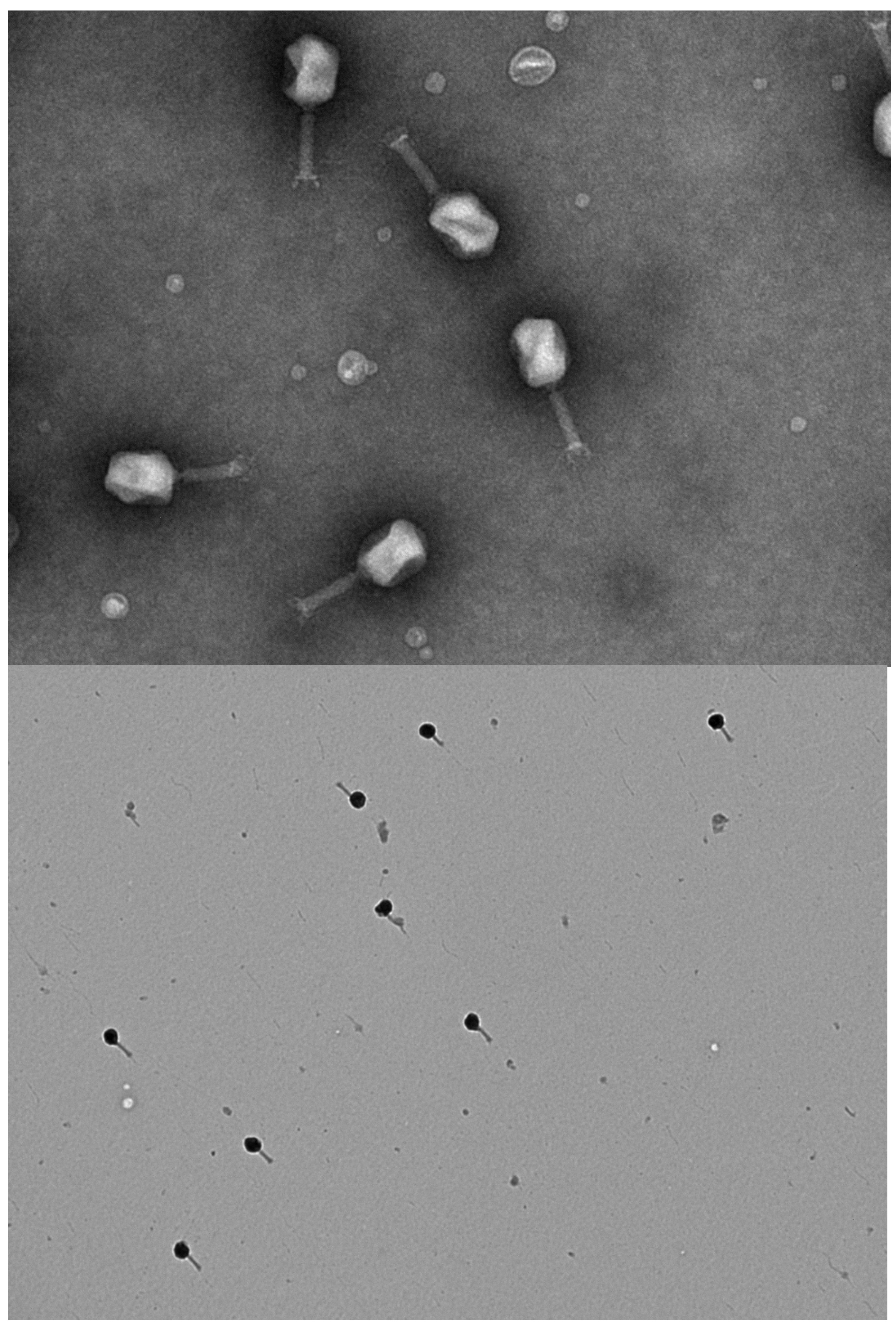 Microorganisms 09 01852 g0a3