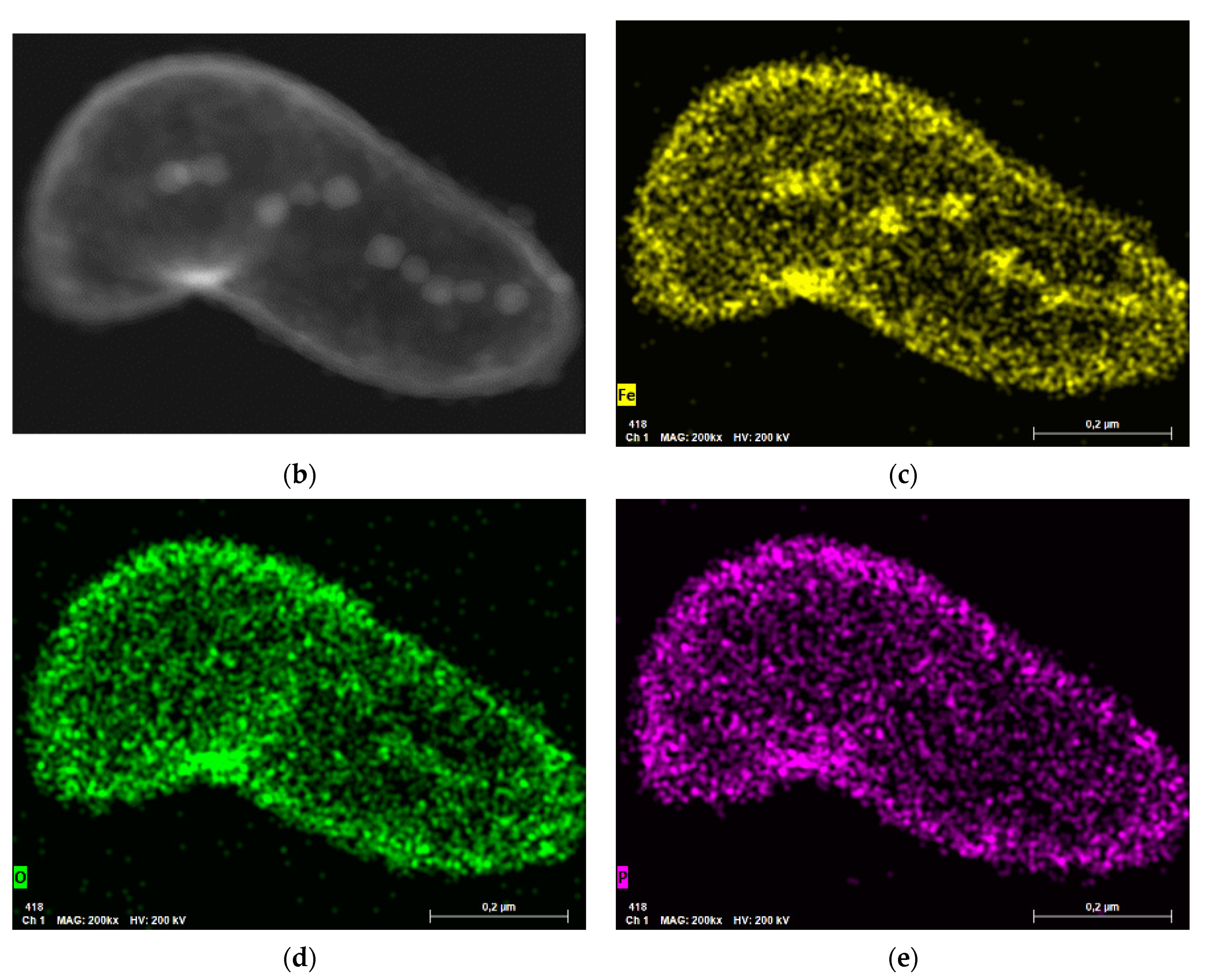 Microorganisms 09 01854 g002b Microorganisms 09 01854 g002b