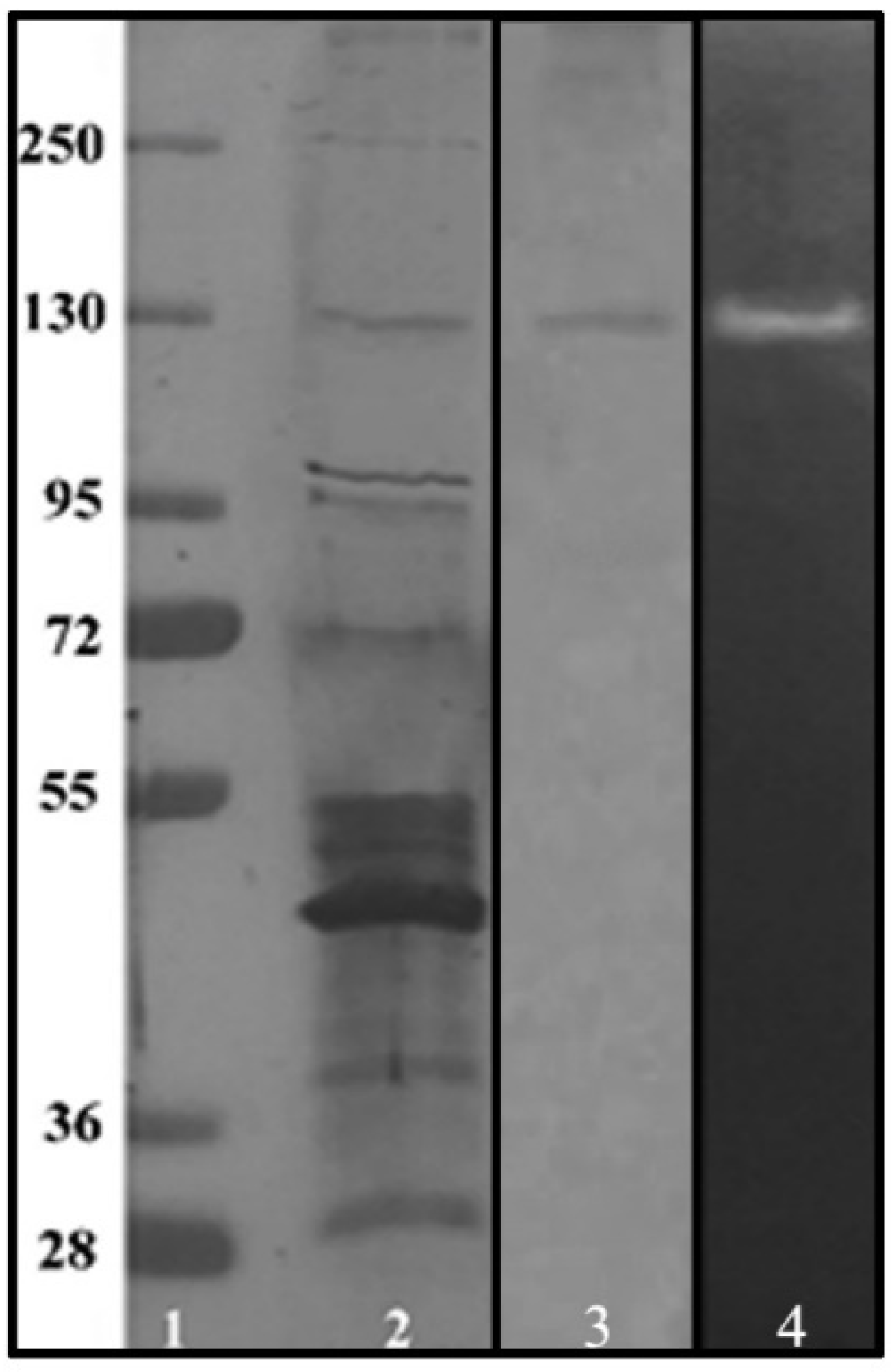 Microorganisms 09 01857 g004