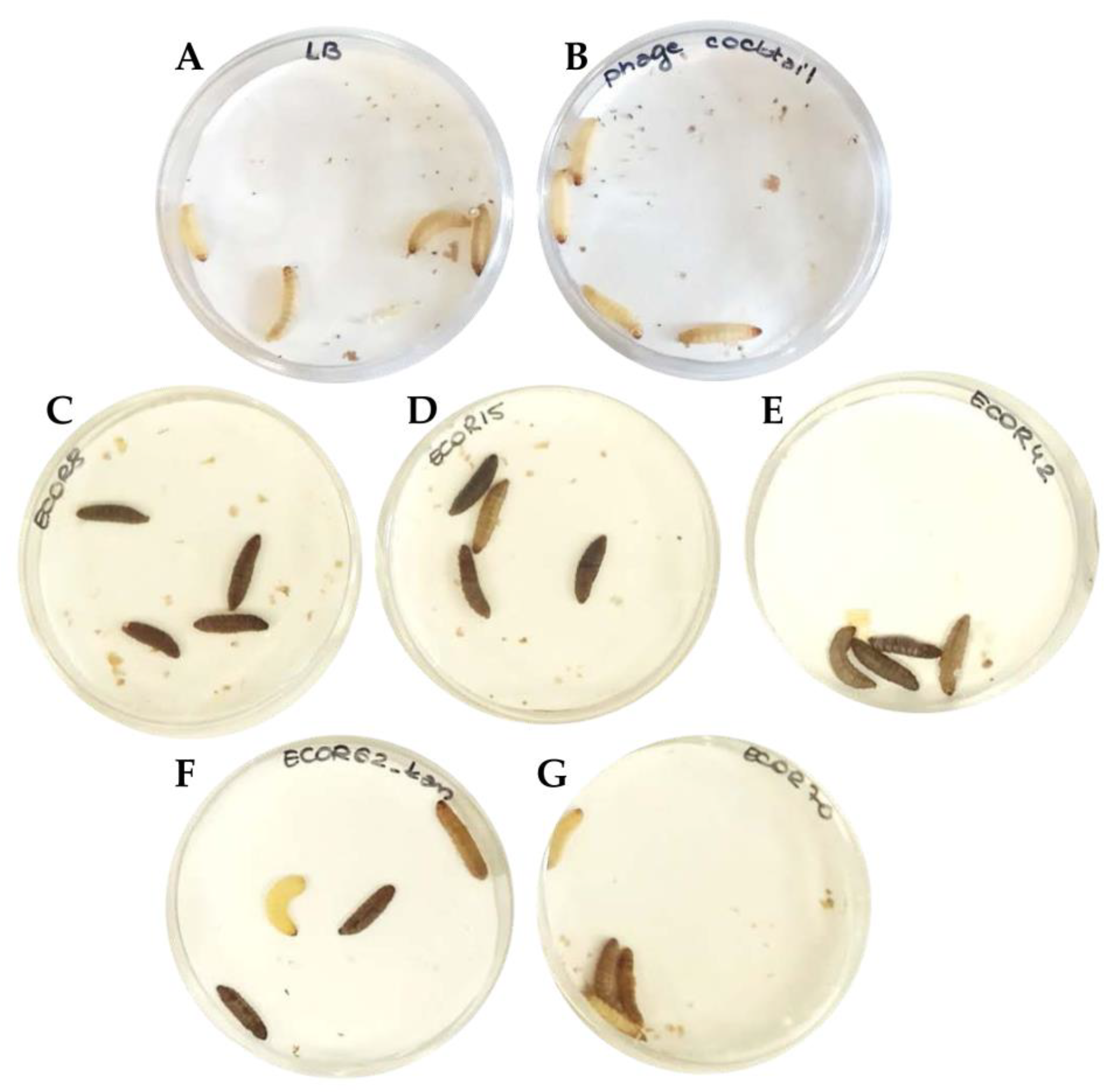 Microorganisms 09 01869 g004