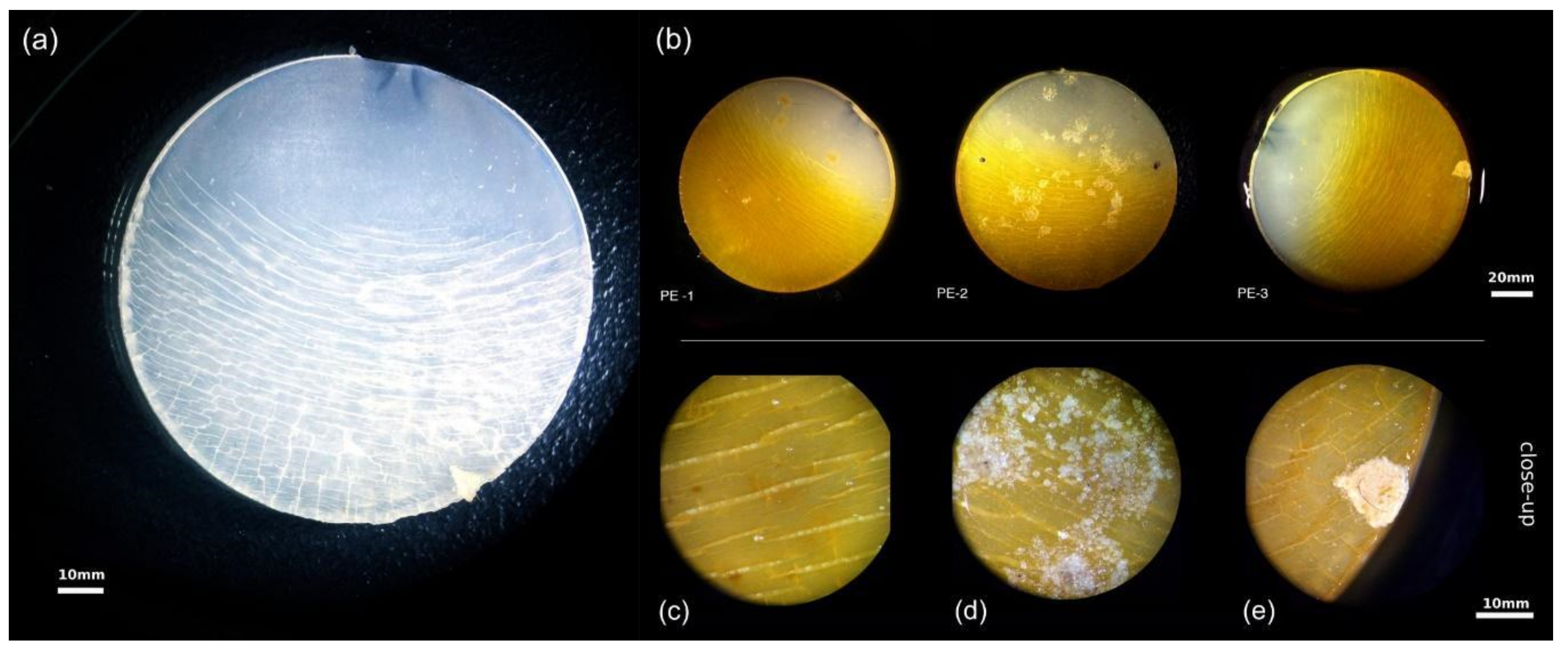 Microorganisms 09 01876 g007 550