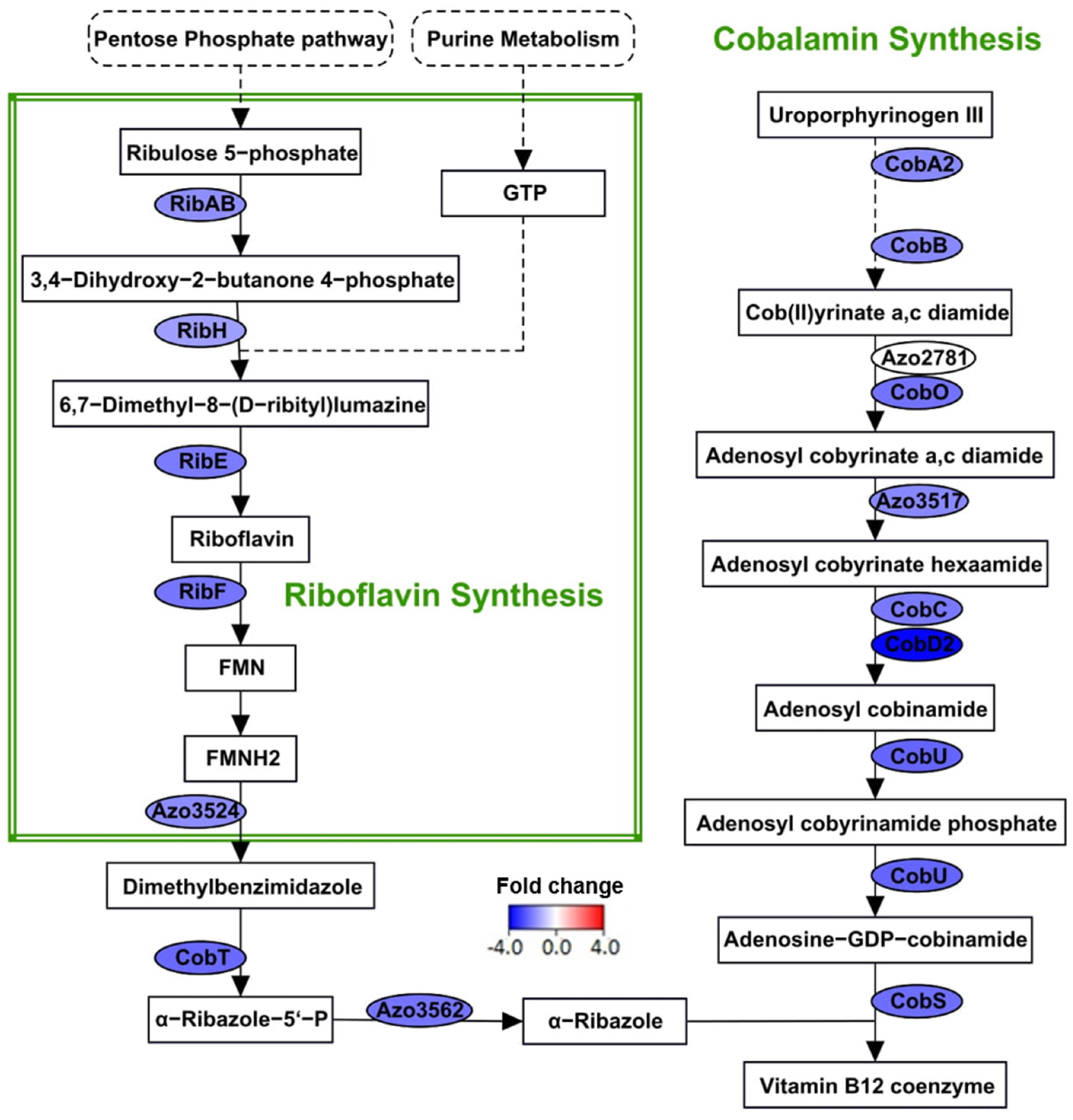 Microorganisms 09 01888 g007 Microorganisms 09 01888 g007