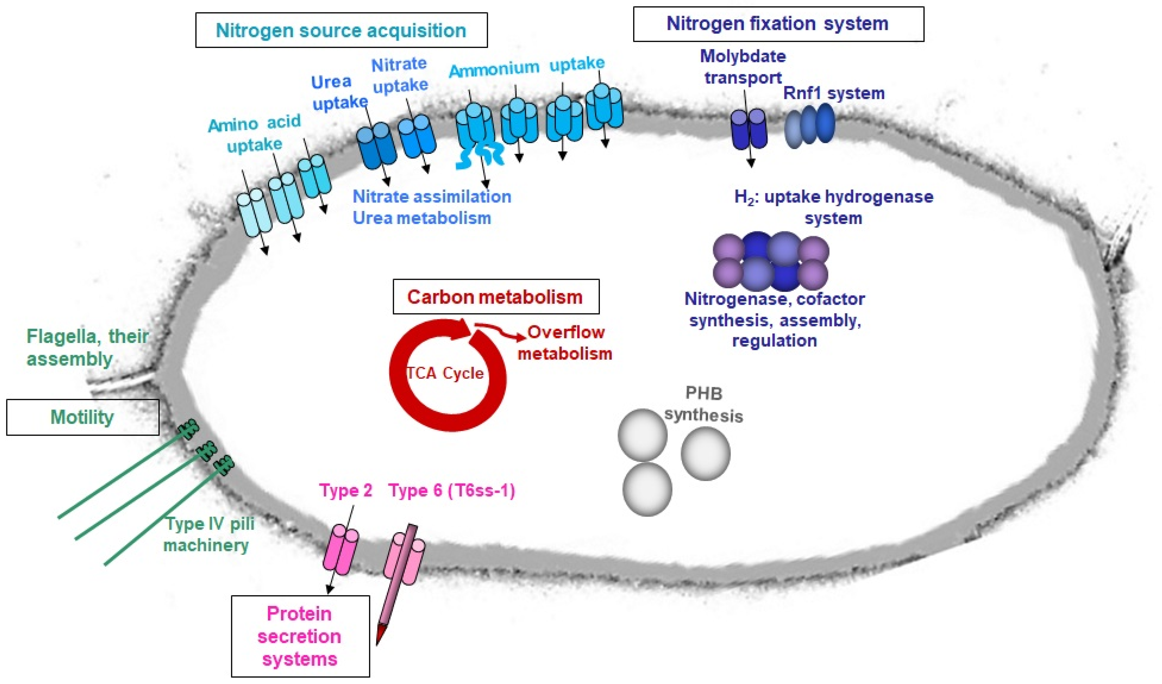 Microorganisms 09 01888 g008 Microorganisms 09 01888 g008