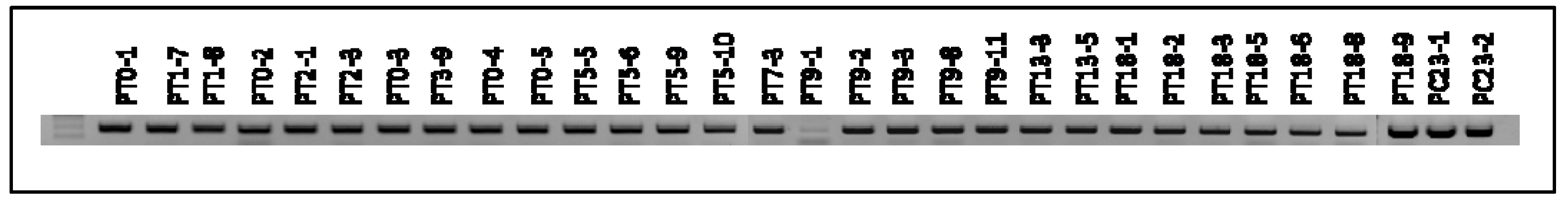 Microorganisms 09 01895 g005