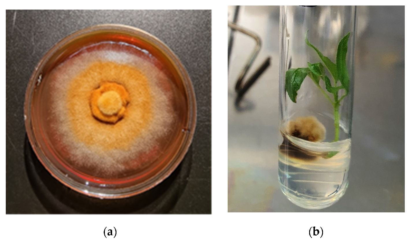Microorganisms 09 01901 g003