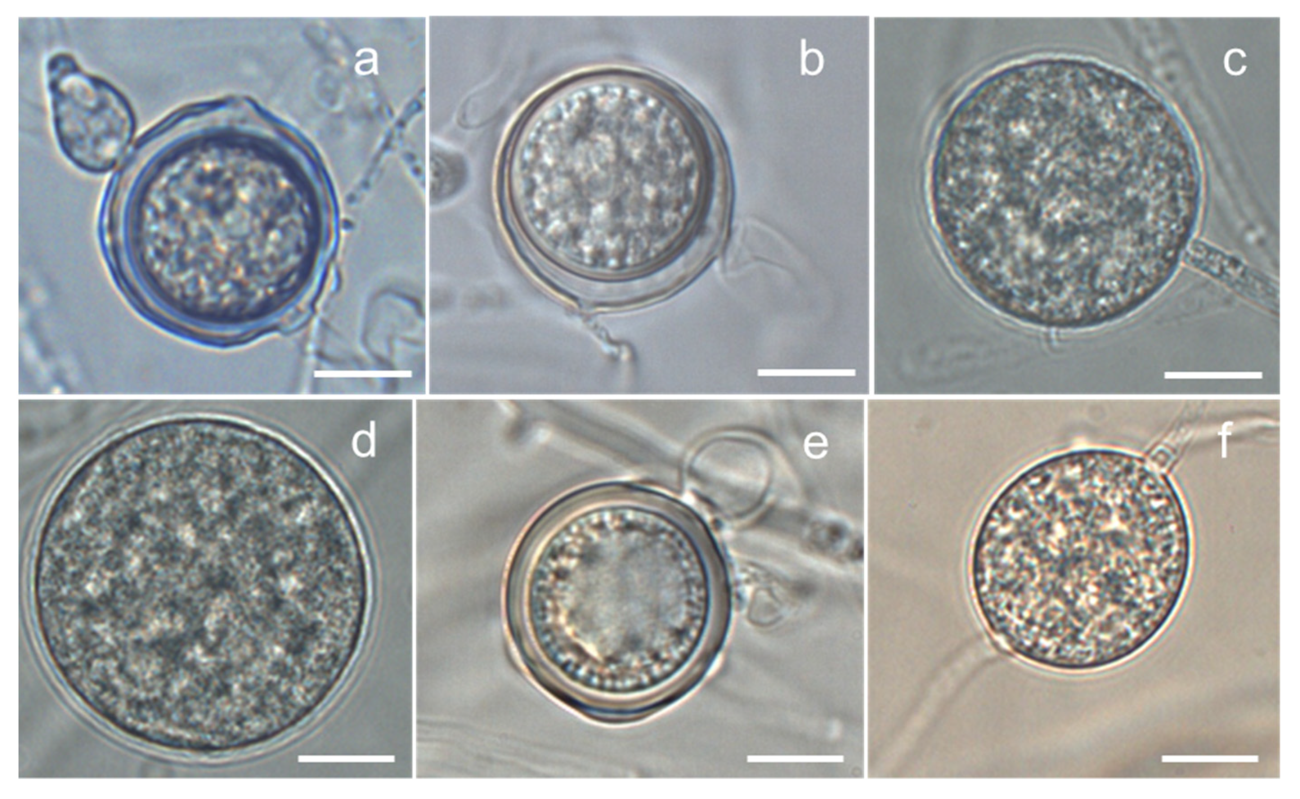 Microorganisms 09 01912 g003