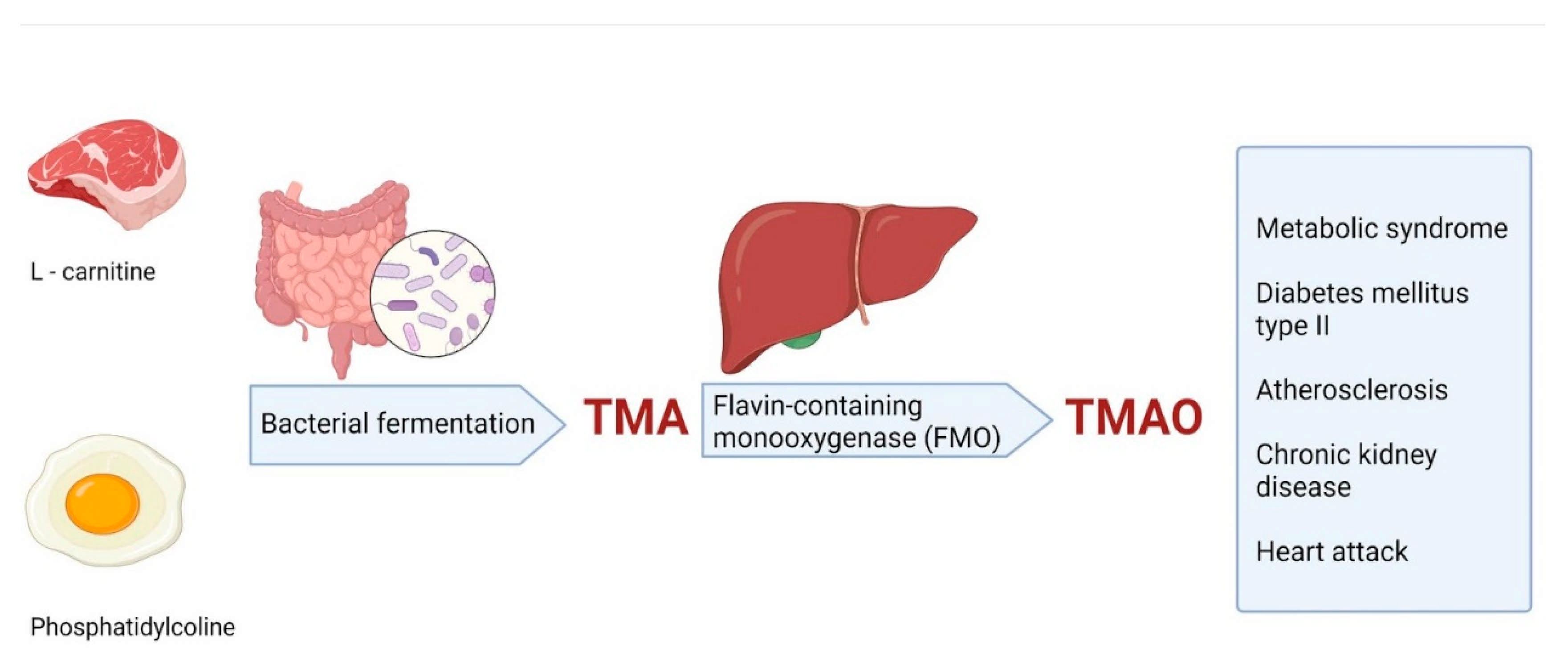 GINGHINA Mic Tratat de Cardiologie PDF