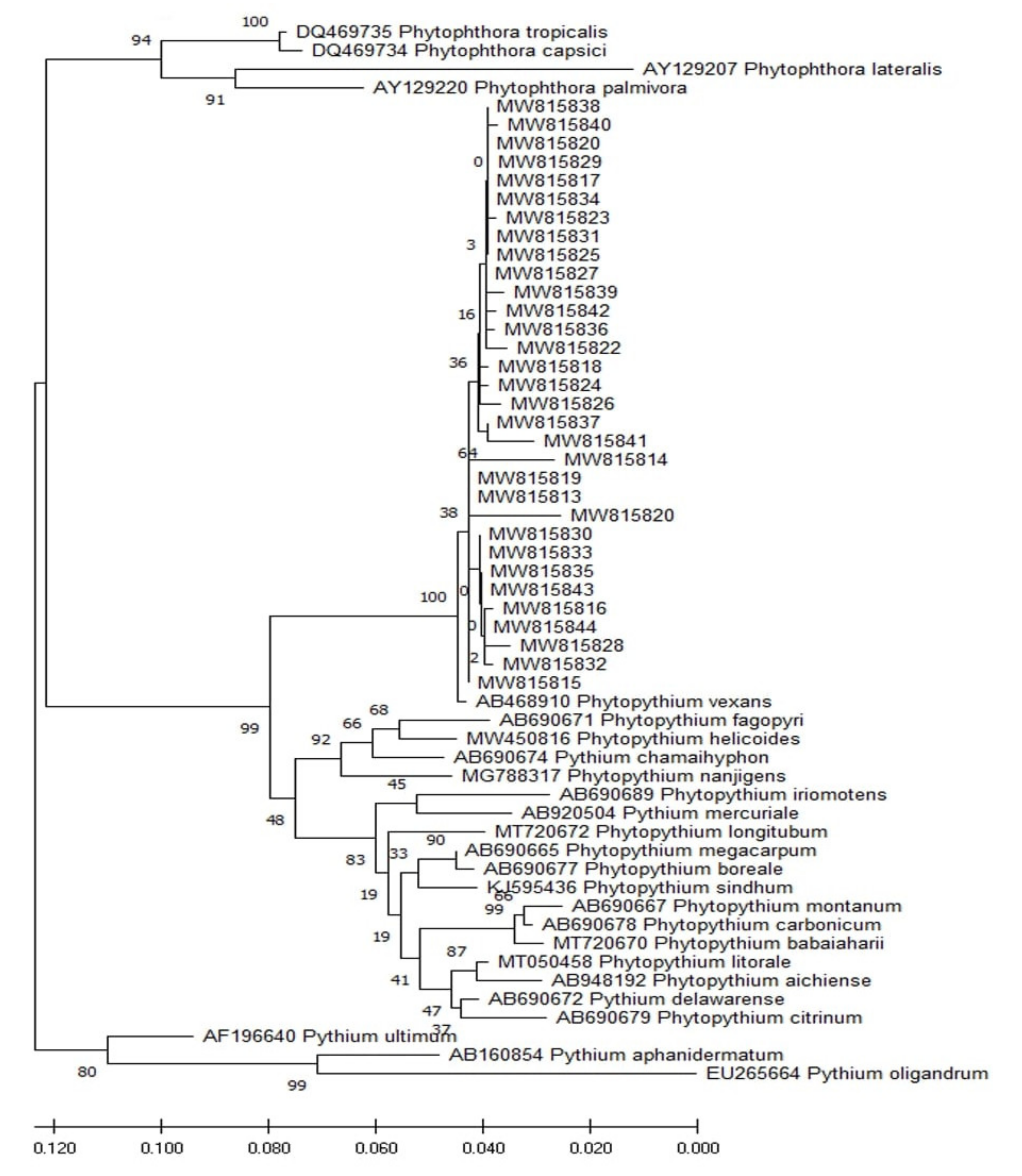 Microorganisms 09 01916 g004