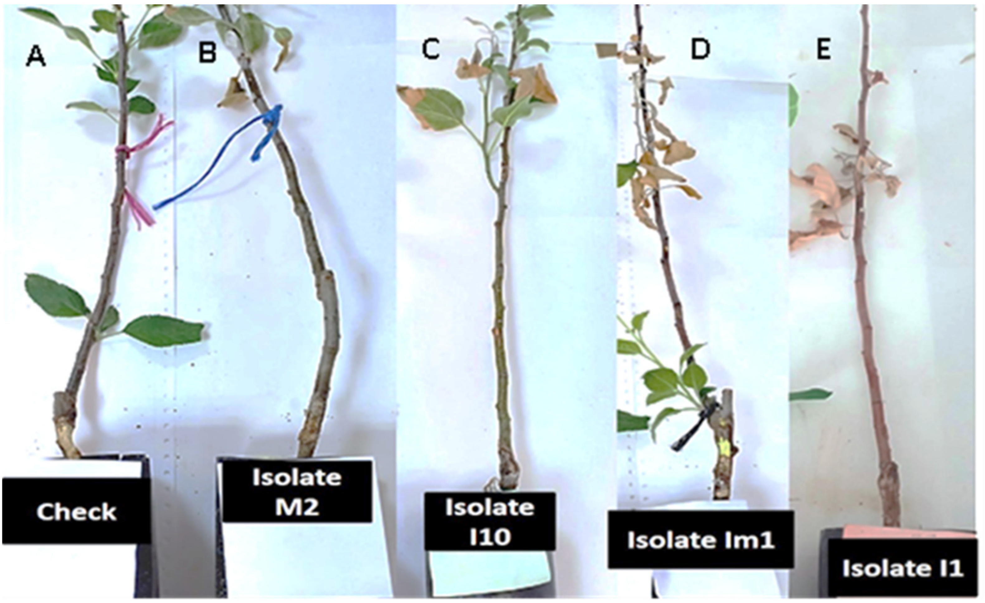 Microorganisms 09 01916 g006