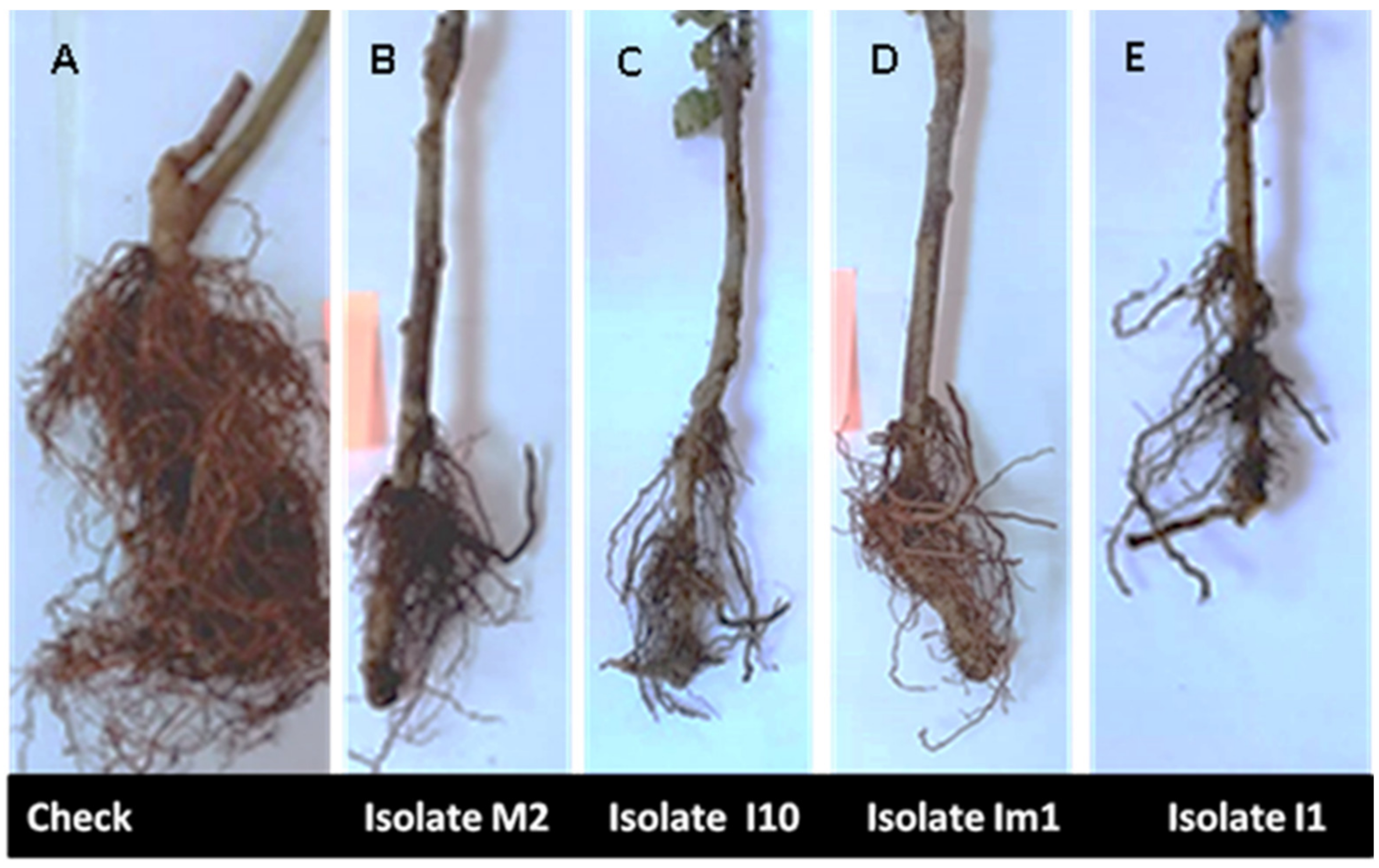 Microorganisms 09 01916 g007