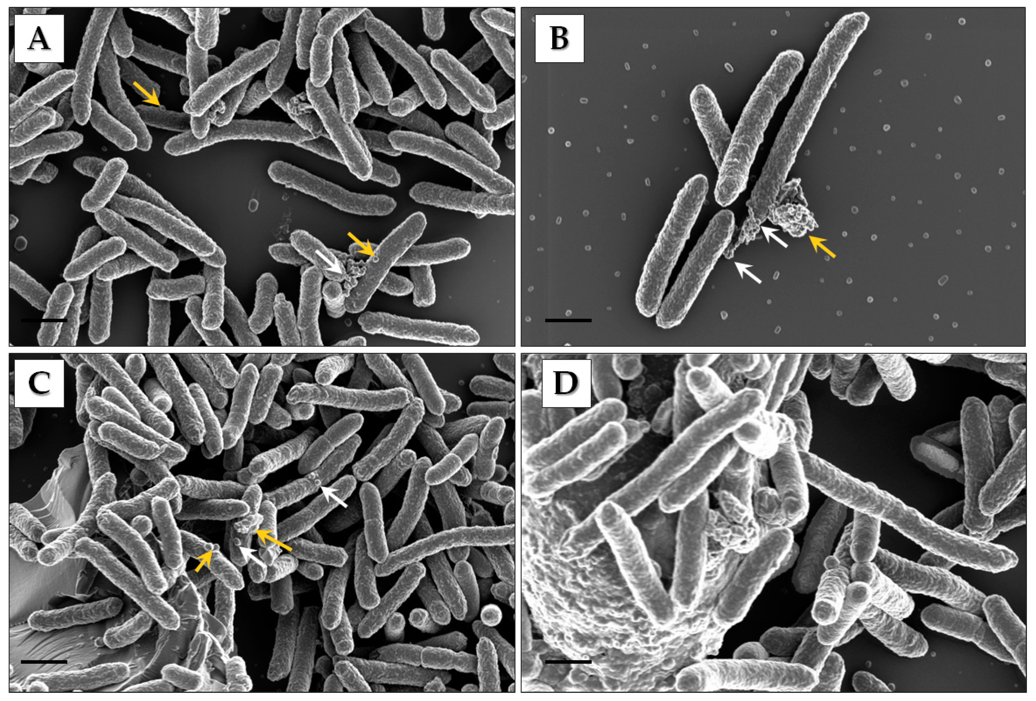 Microorganisms 09 01918 g001