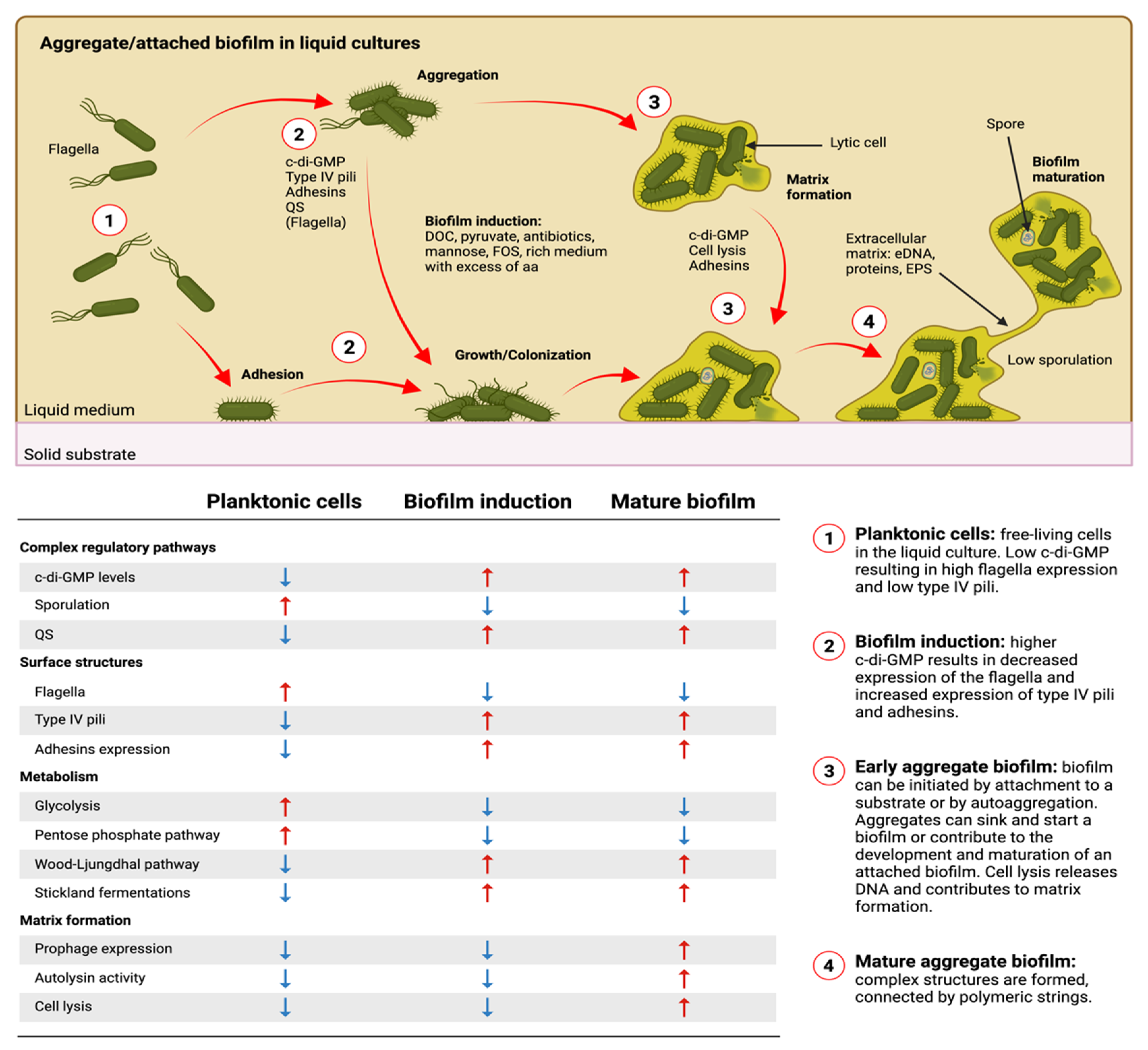 Microorganisms 09 01922 g002