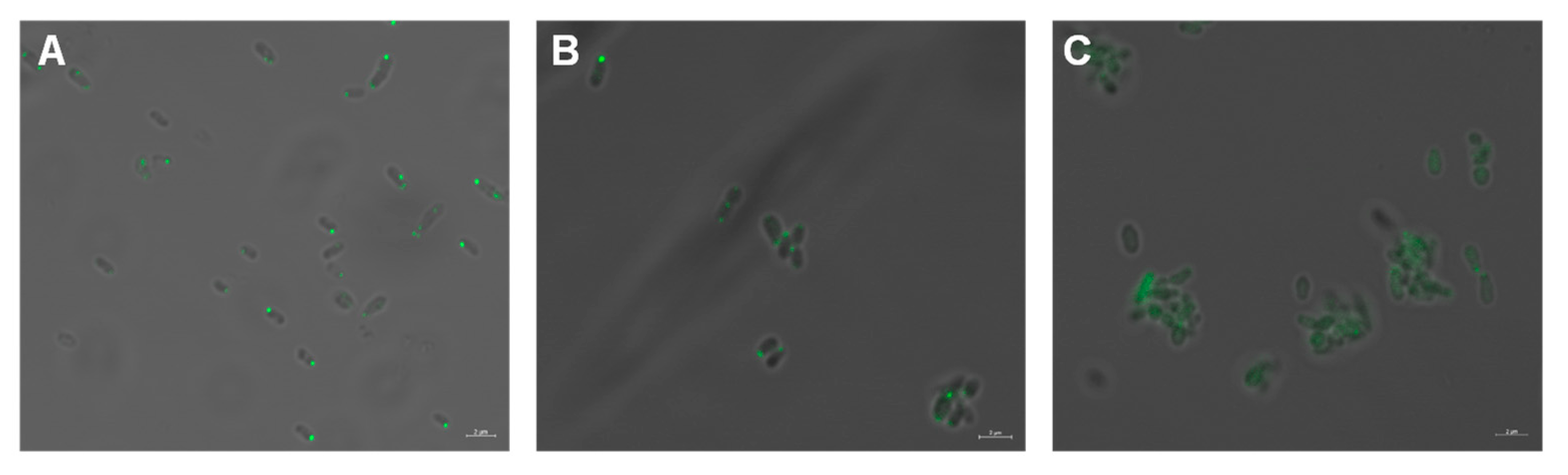 Microorganisms 09 01923 g007
