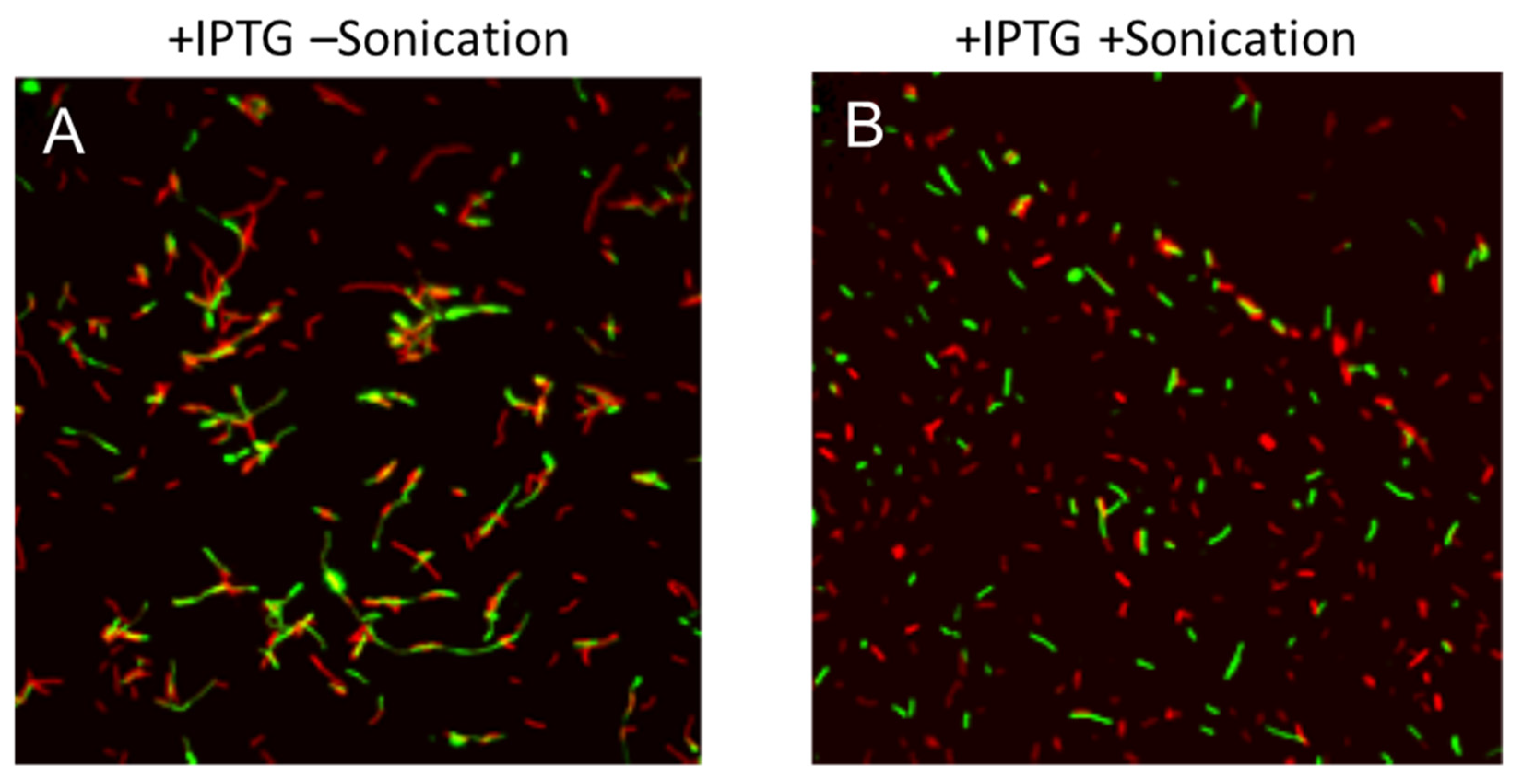 Microorganisms 09 01931 g0a2