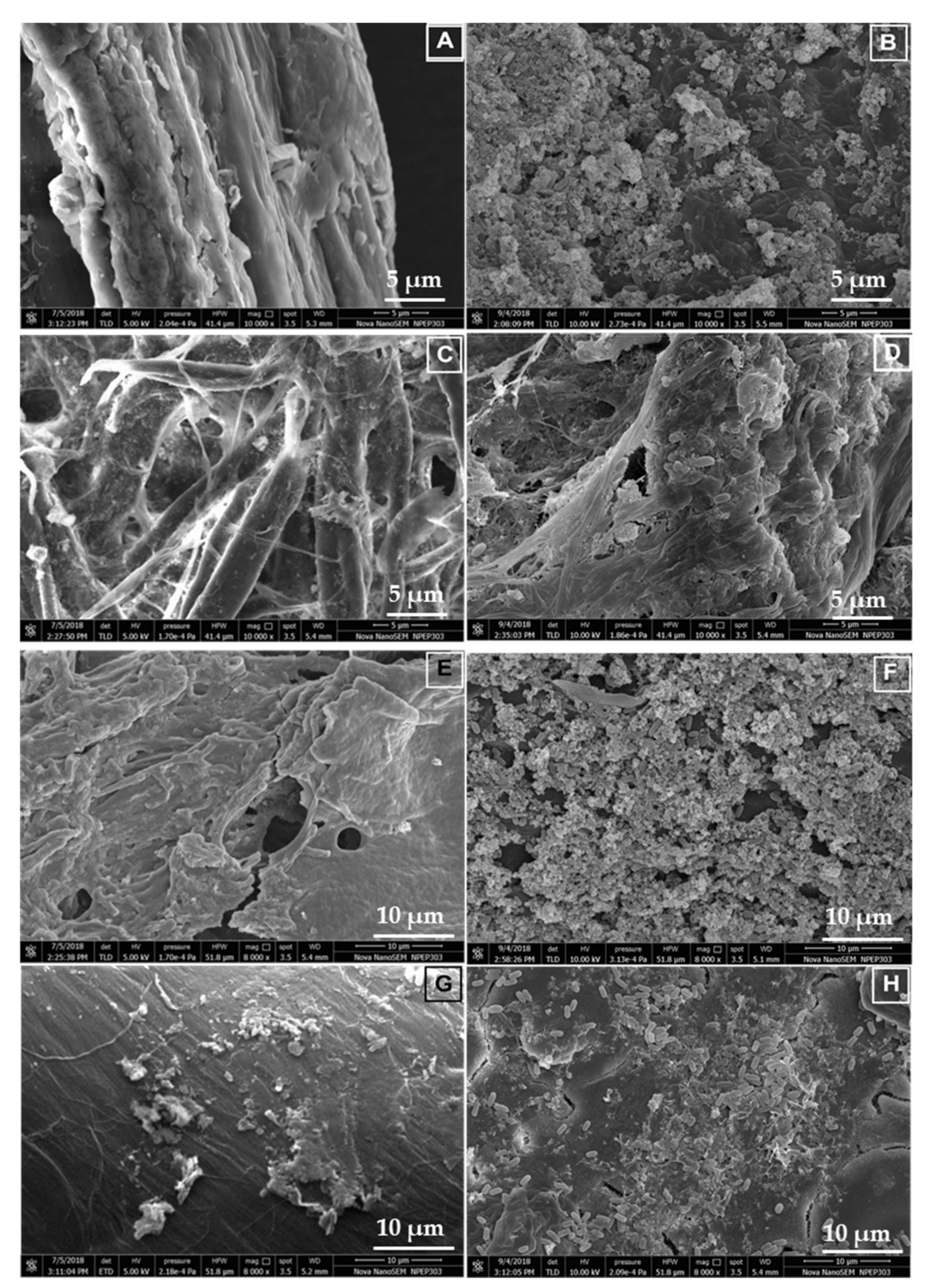 Microorganisms 09 01952 g007