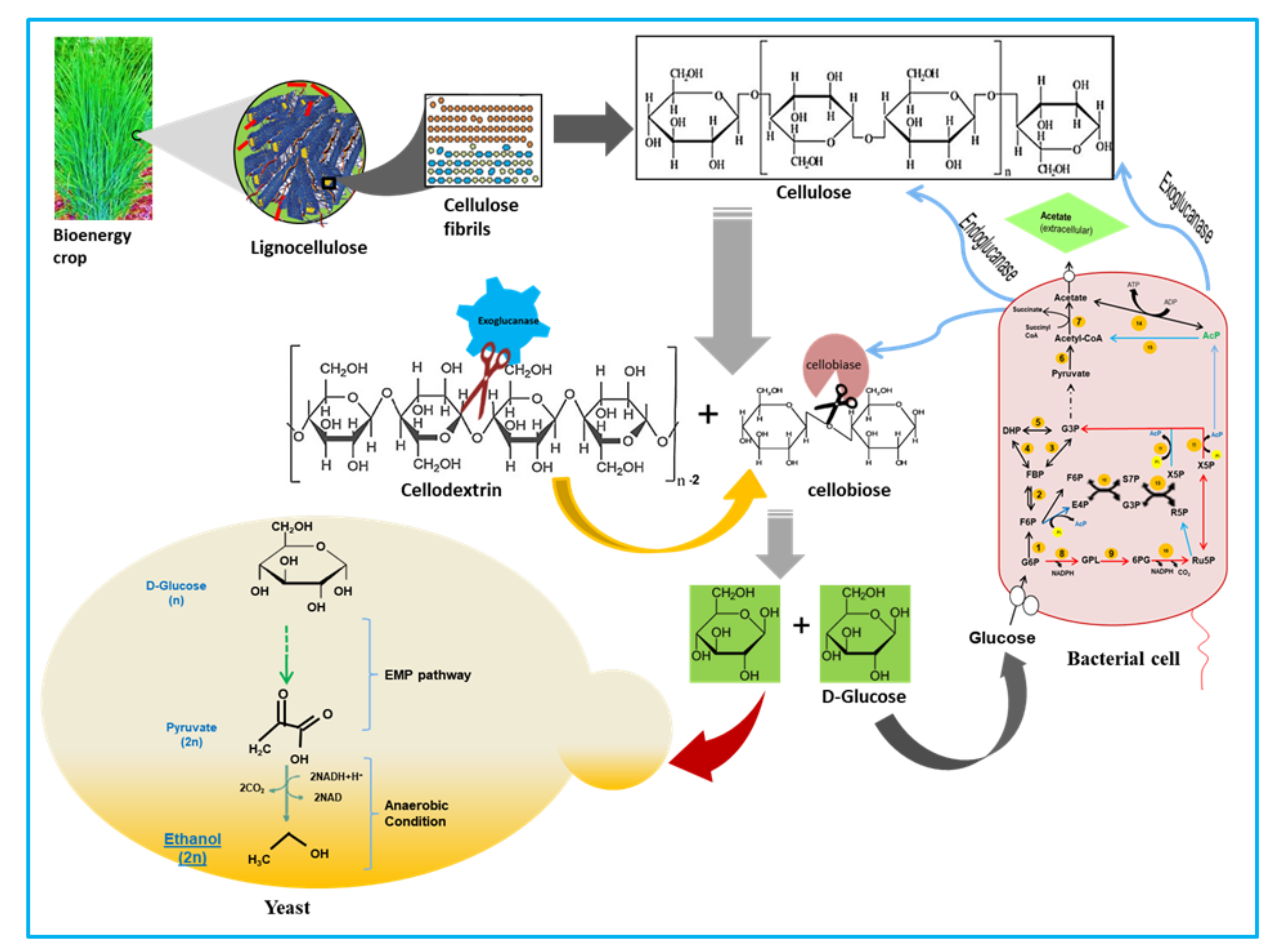 Microorganisms 09 01952 g009