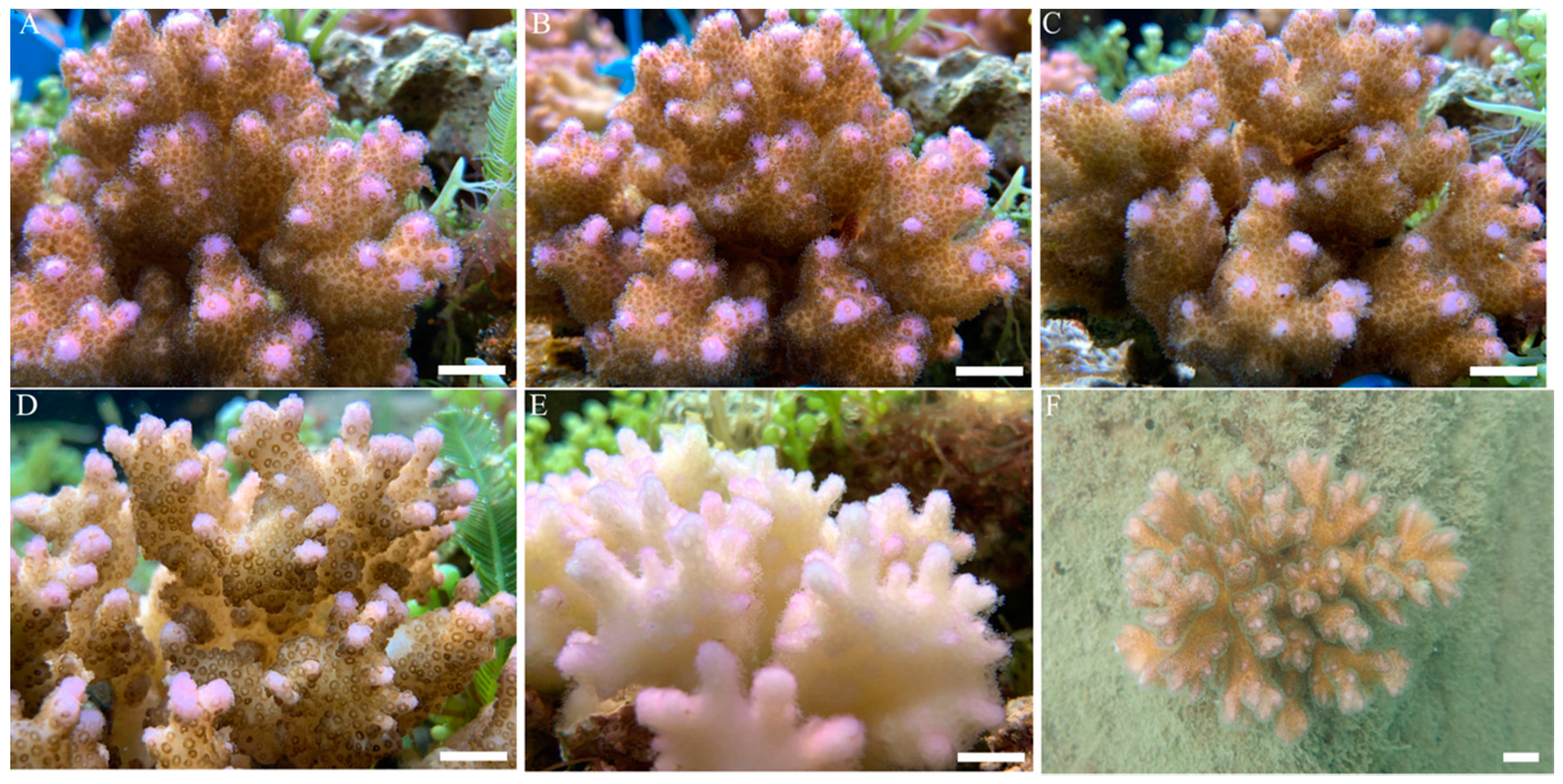 Microorganisms 09 01972 g002