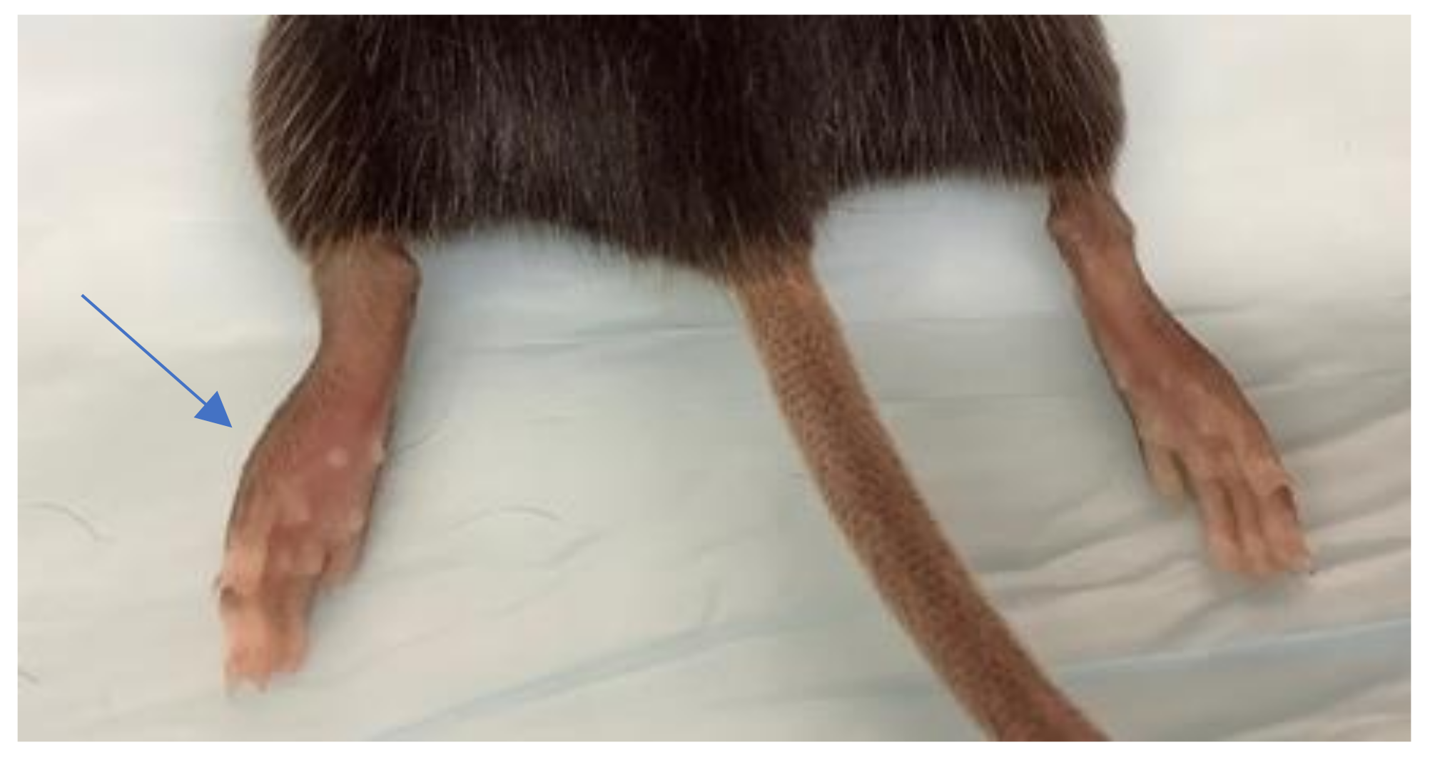 Microorganisms 09 01998 g002