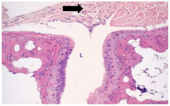 Microorganisms | Free Full-Text | A Mouse Model for Studying ...