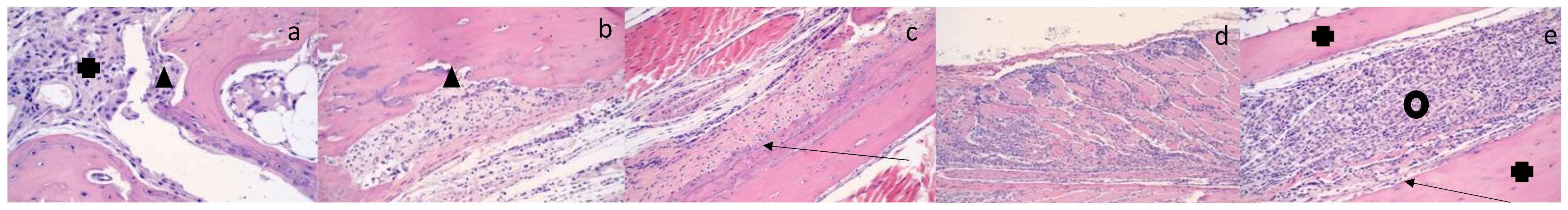 Microorganisms 09 01998 g005