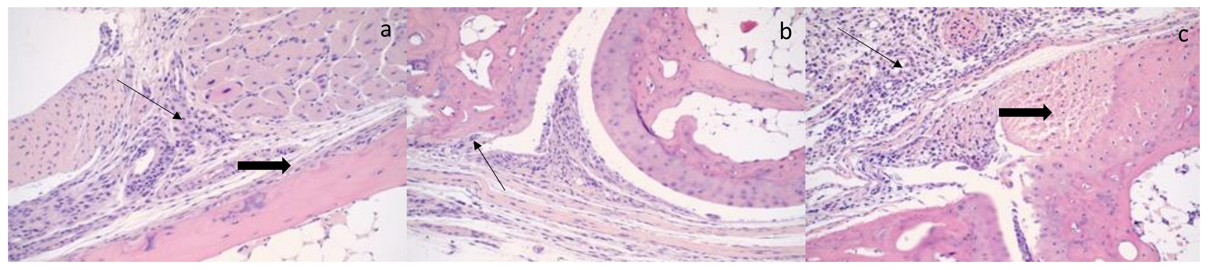 Microorganisms 09 01998 g006