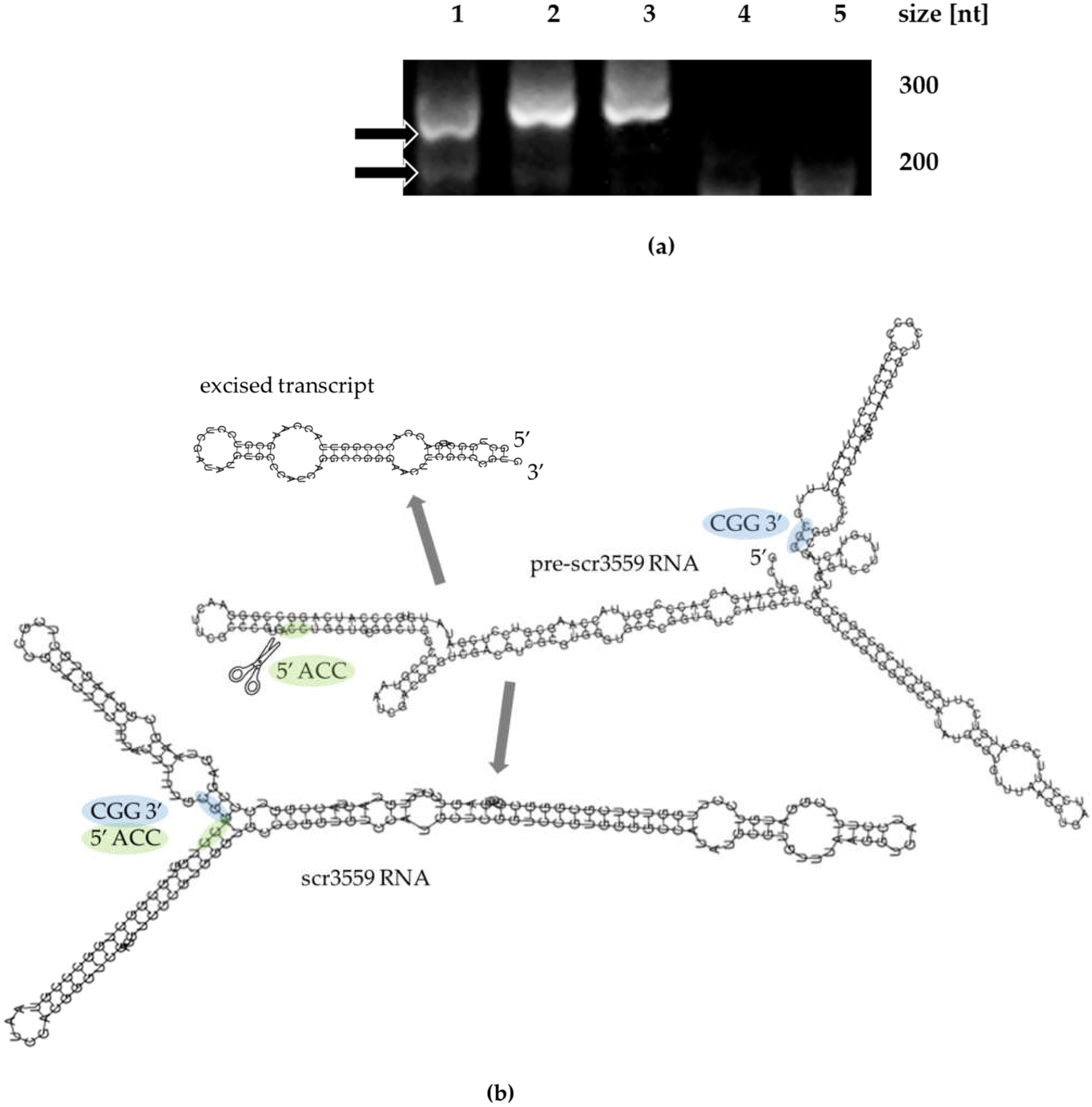 Microorganisms 09 02004 g002