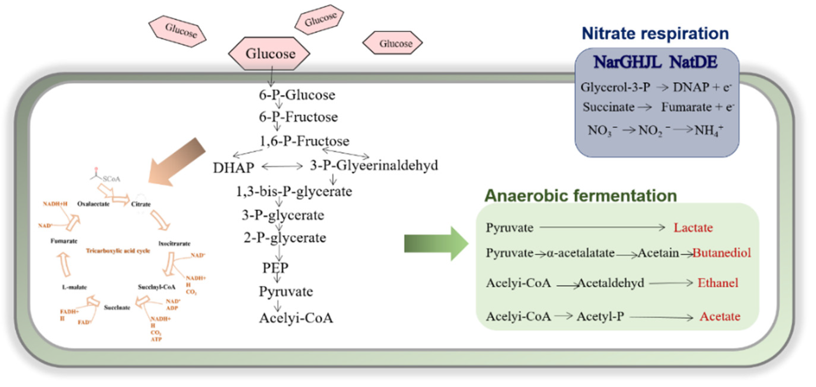 Microorganisms 09 02030 g002