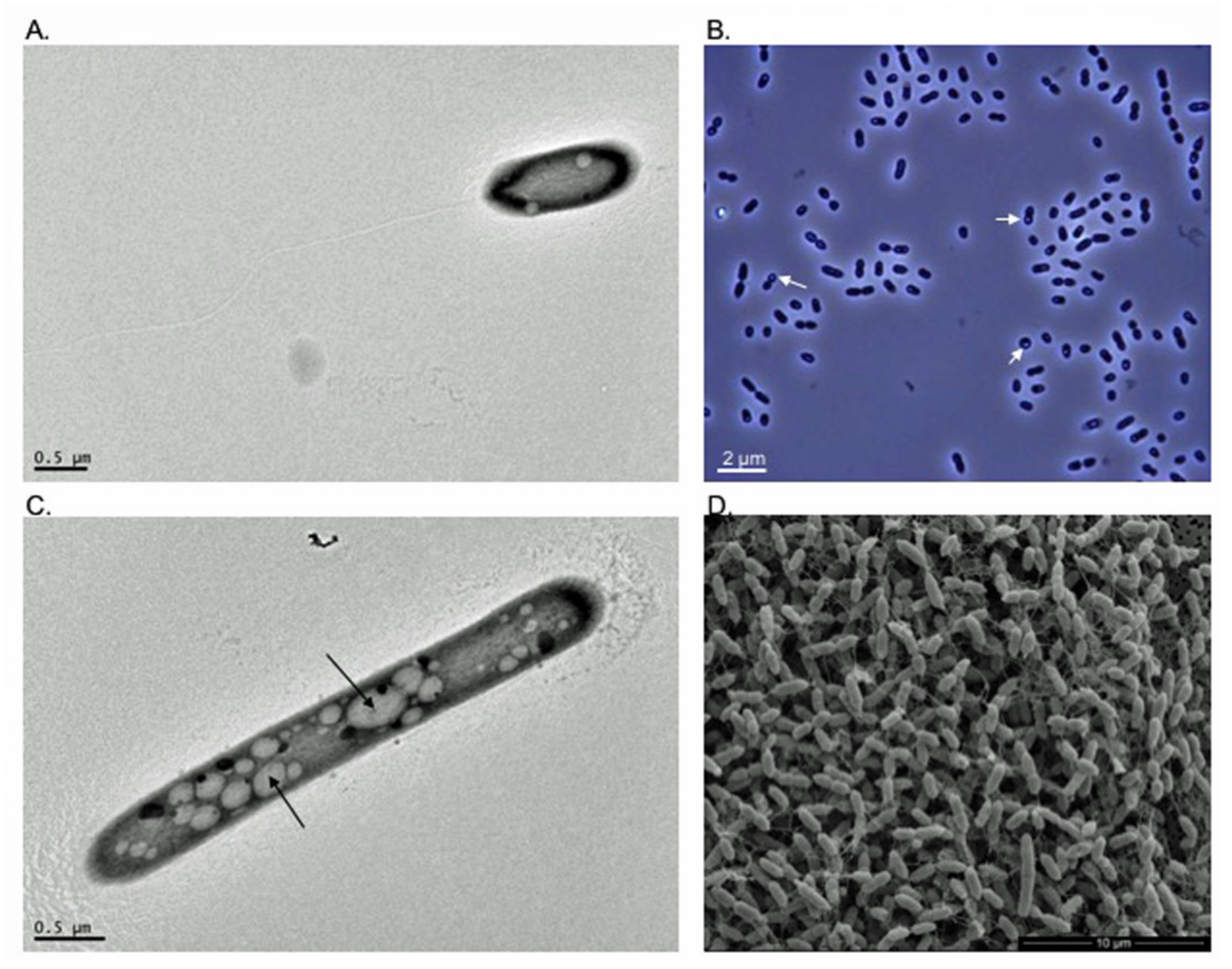 Microorganisms 09 02053 g002 550